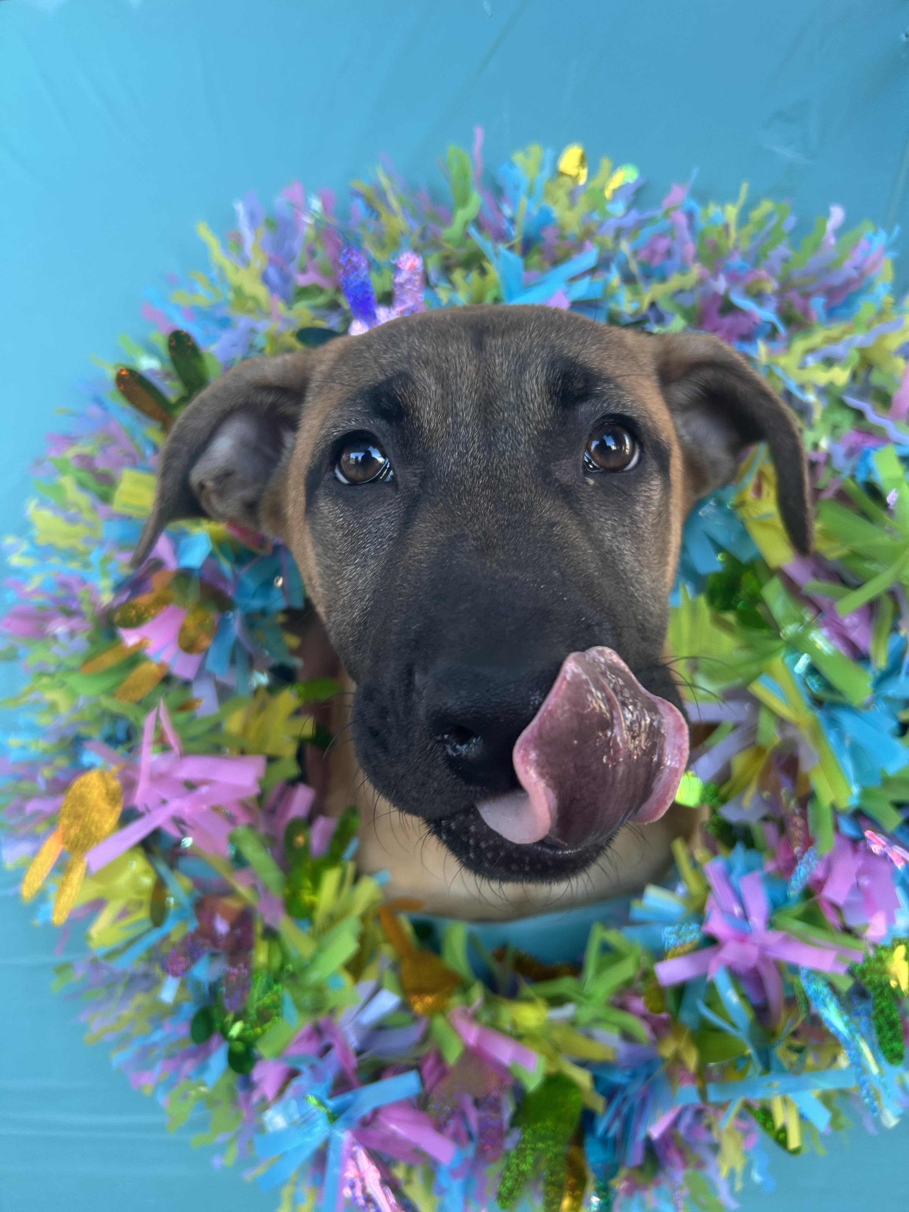 Enlarge Tofu (Green), a Adoptable mixed breed in Phoenix, AZ image 5/6