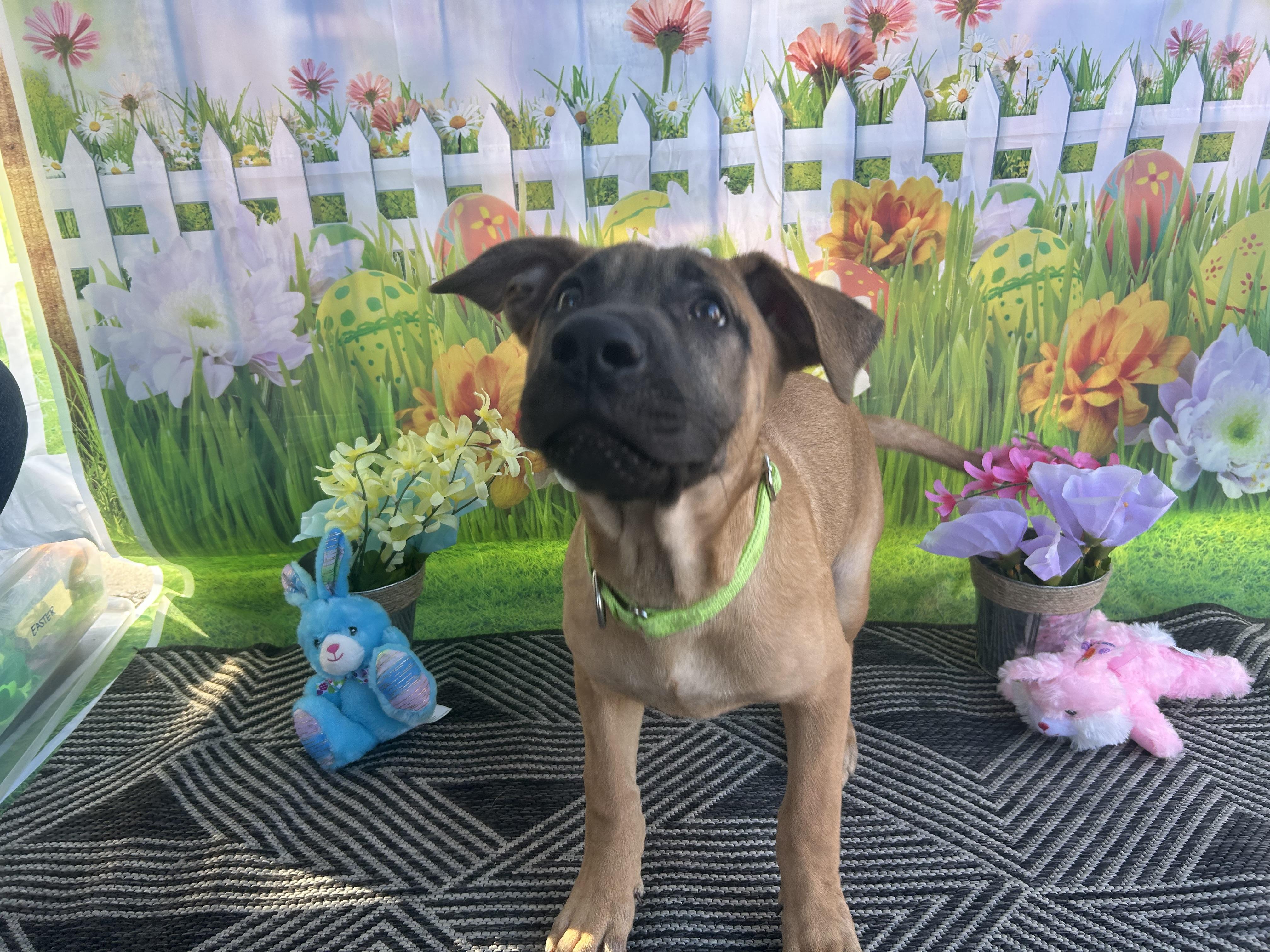 Enlarge Tofu (Green), a Adoptable mixed breed in Phoenix, AZ image 6/6