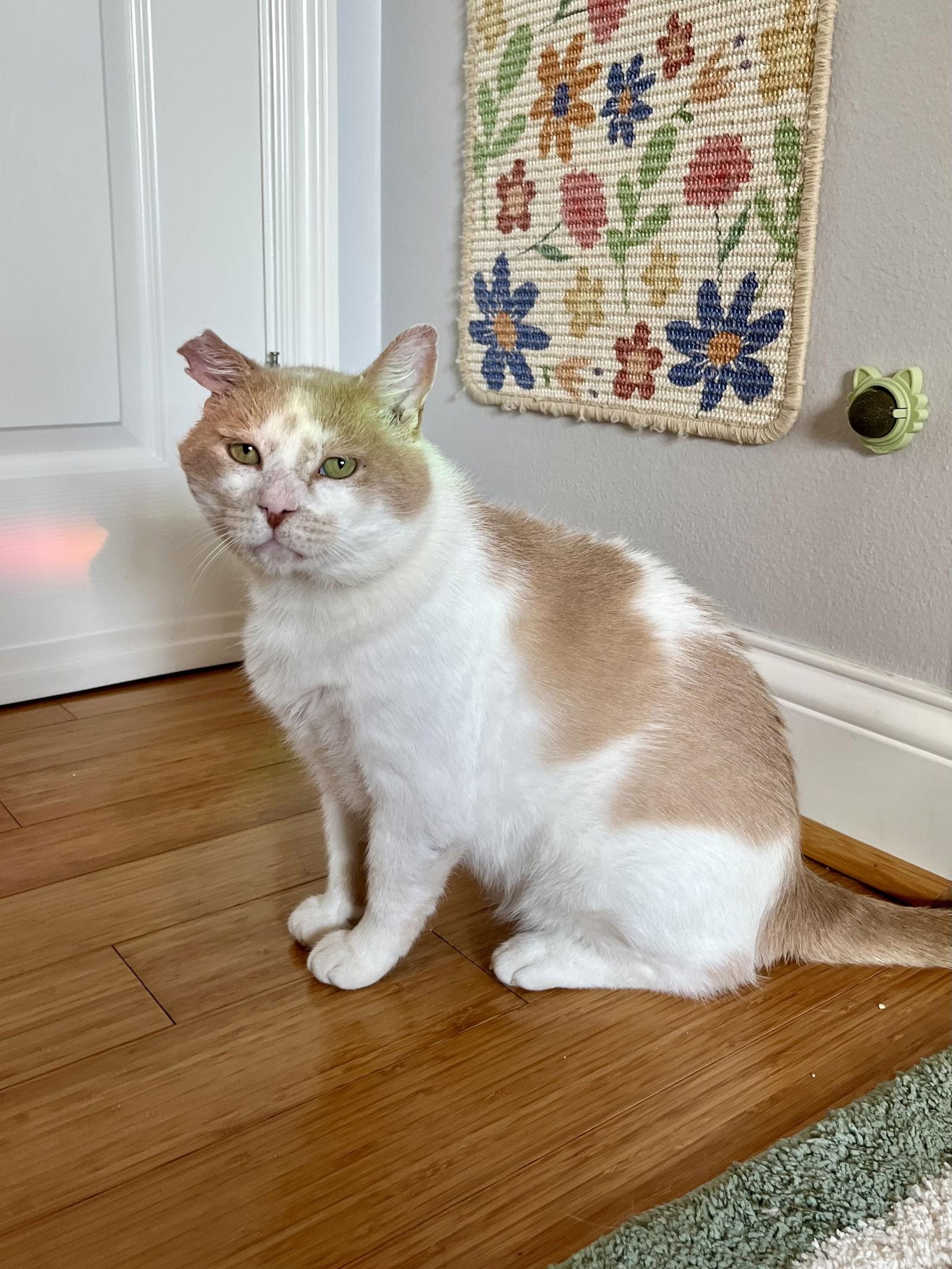 Enlarge Charlie, a Adopted Domestic Short Hair in Long Beach, CA image 1/3