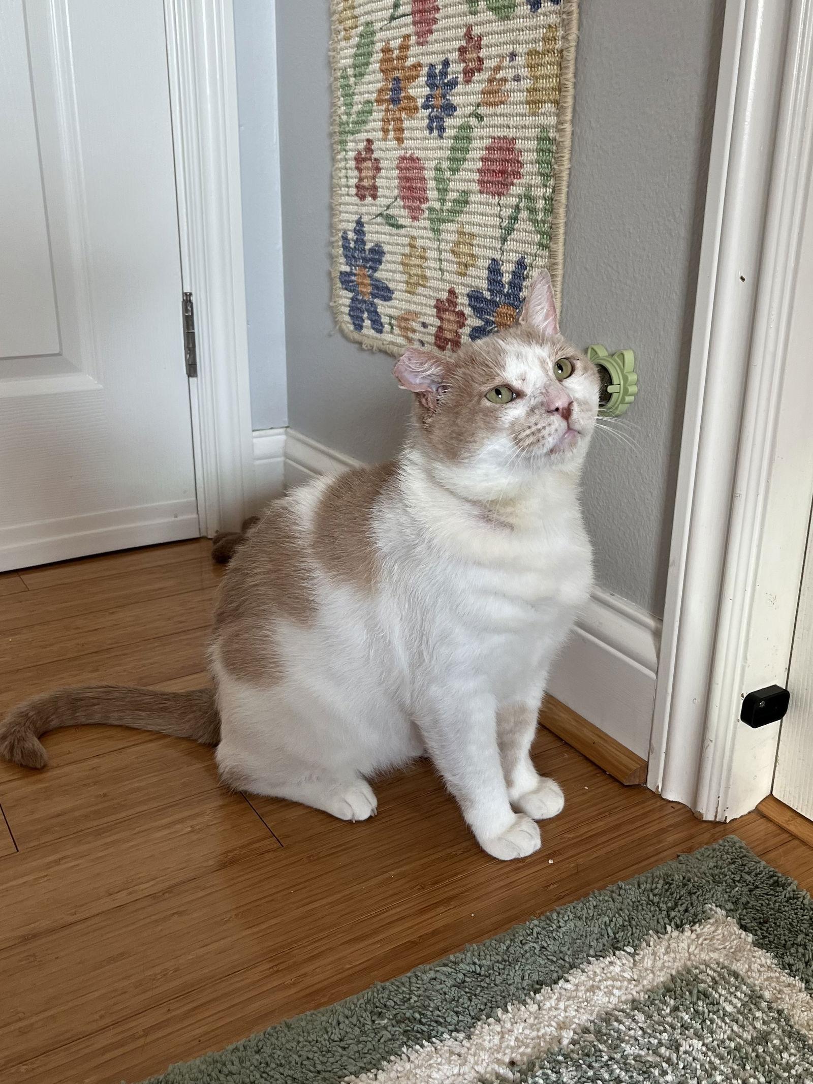 Enlarge Charlie, a Adopted Domestic Short Hair in Long Beach, CA image 2/3