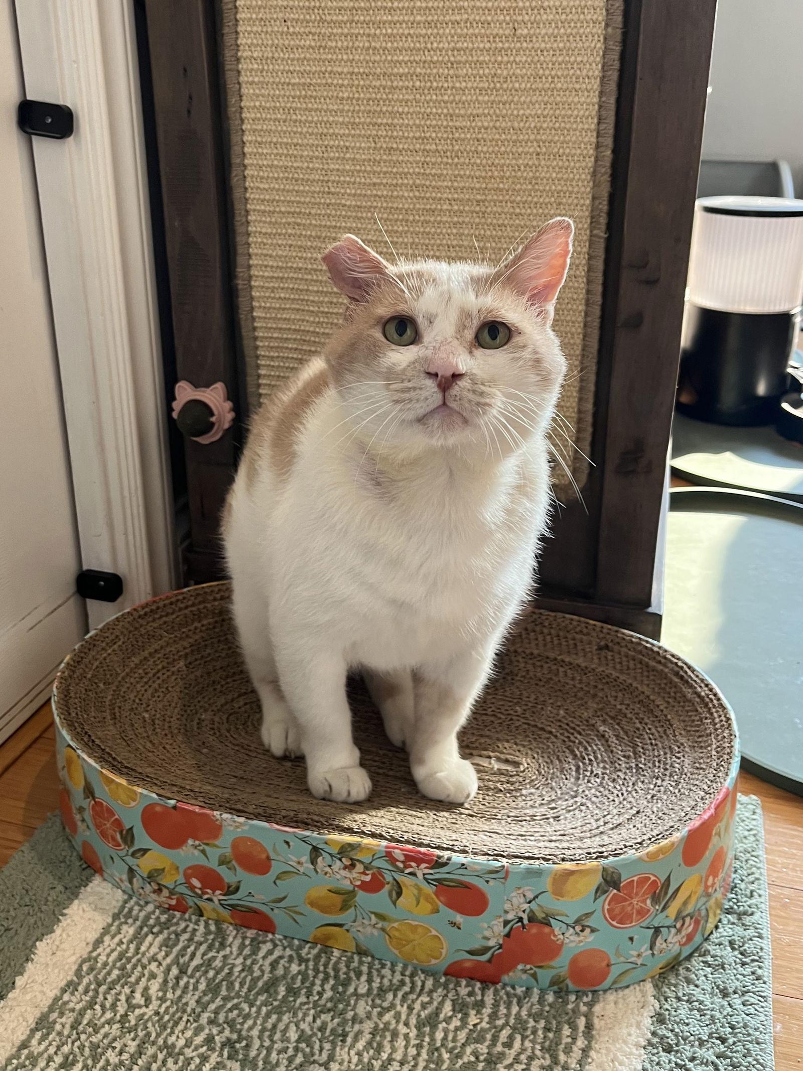 Enlarge Charlie, a Adopted Domestic Short Hair in Long Beach, CA image 3/3