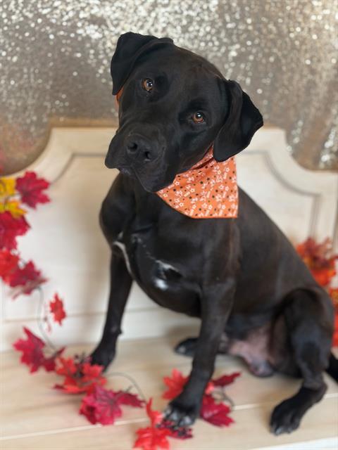 AUTO, Adoptable, Adult Male Labrador Retriever.