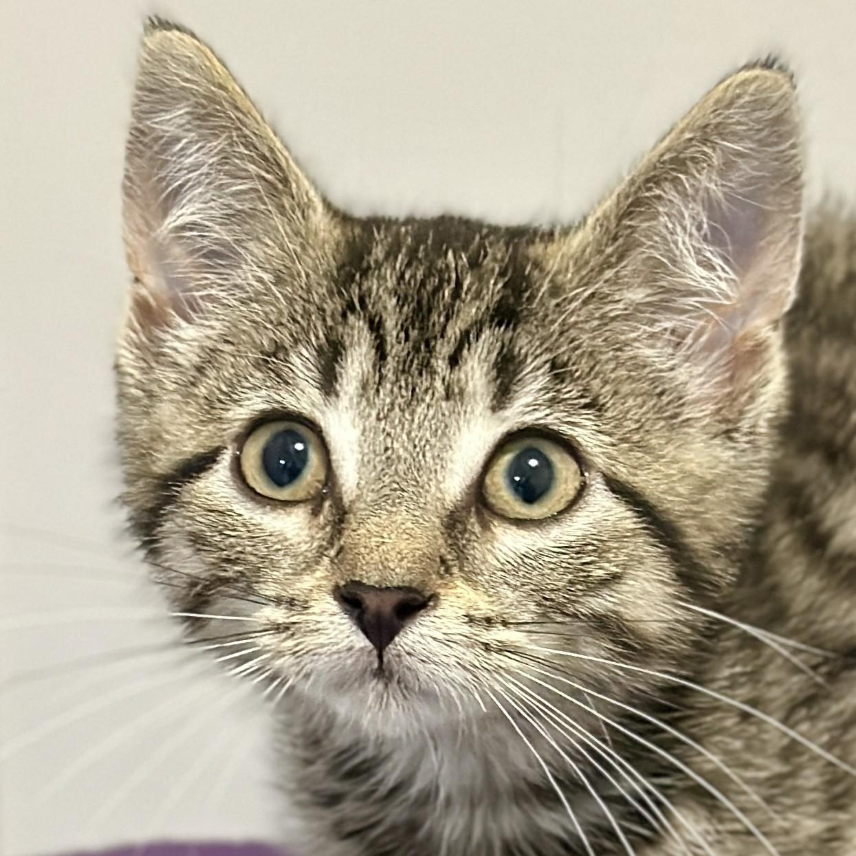 Squeak, adopted, Kitten Female Domestic Short Hair.