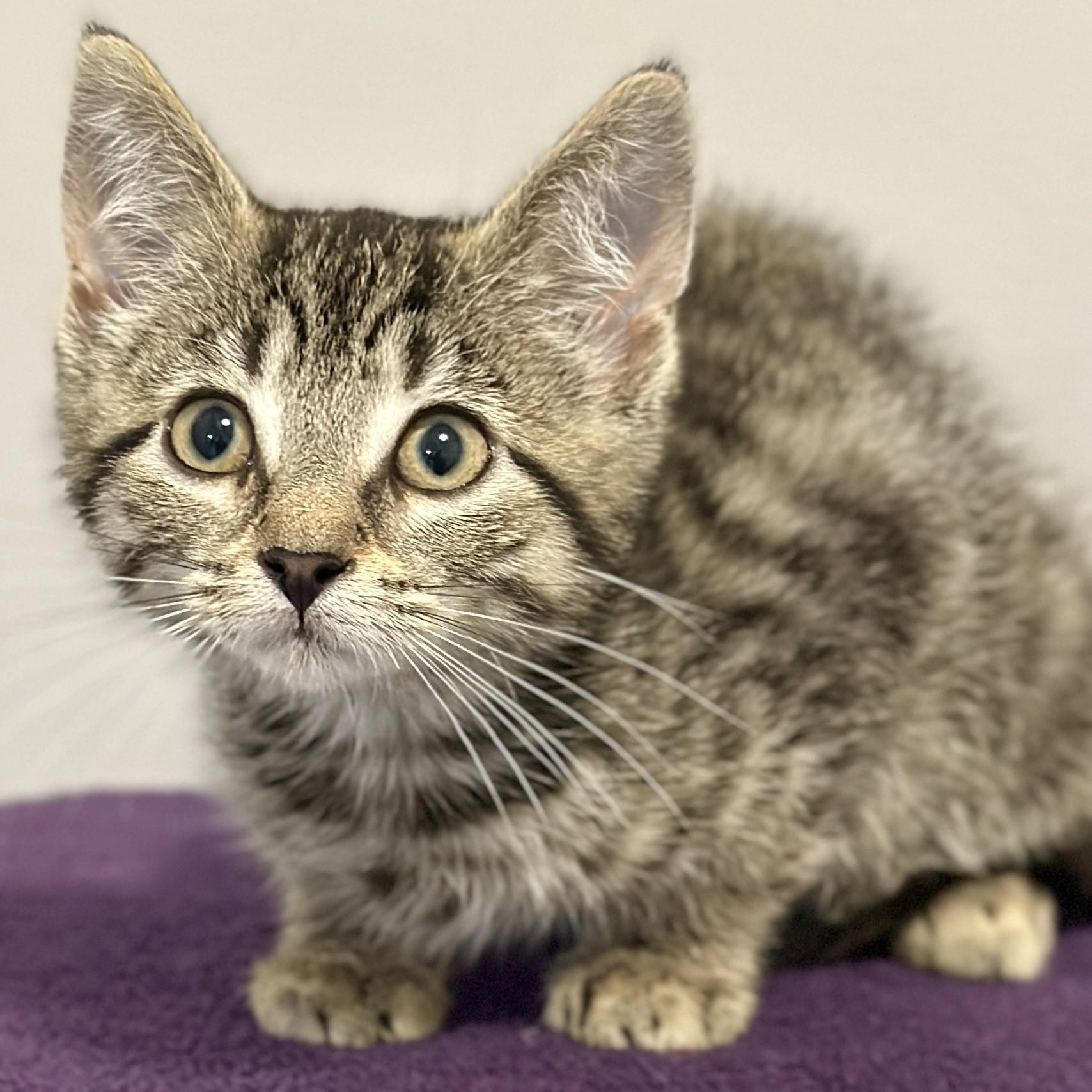 Squeak, an adopted Domestic Short Hair in Victor, NY image 2/2