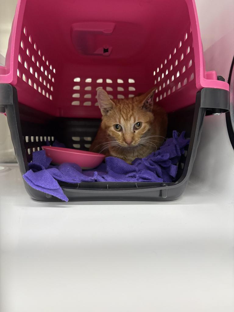 Pancake, a Adopted mixed breed in Saint Paul, MN image 1/6