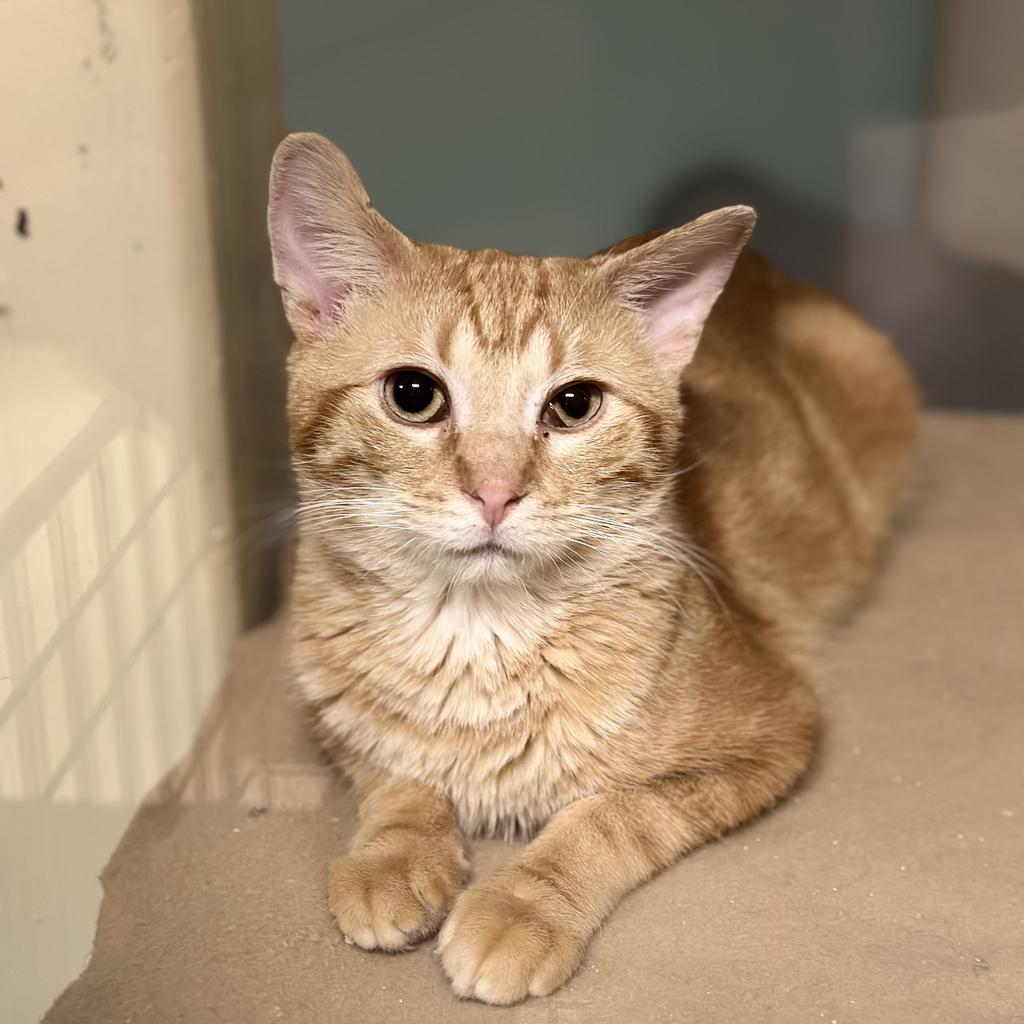 Pancake, a Adopted mixed breed in Saint Paul, MN image 2/6