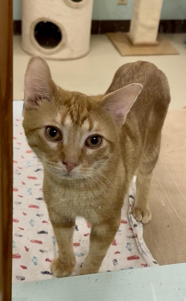 Pancake, a Adopted mixed breed in Saint Paul, MN image 3/6