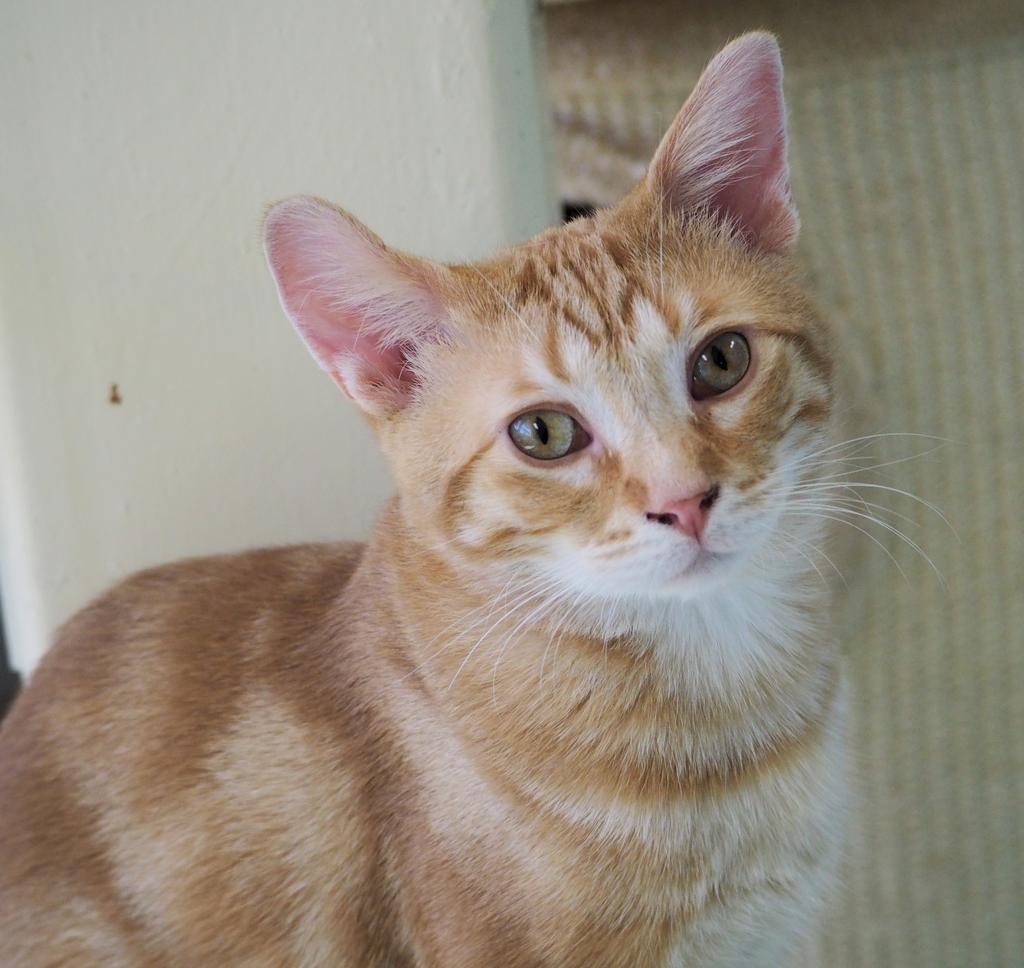 Pancake, a Adopted mixed breed in Saint Paul, MN image 4/6