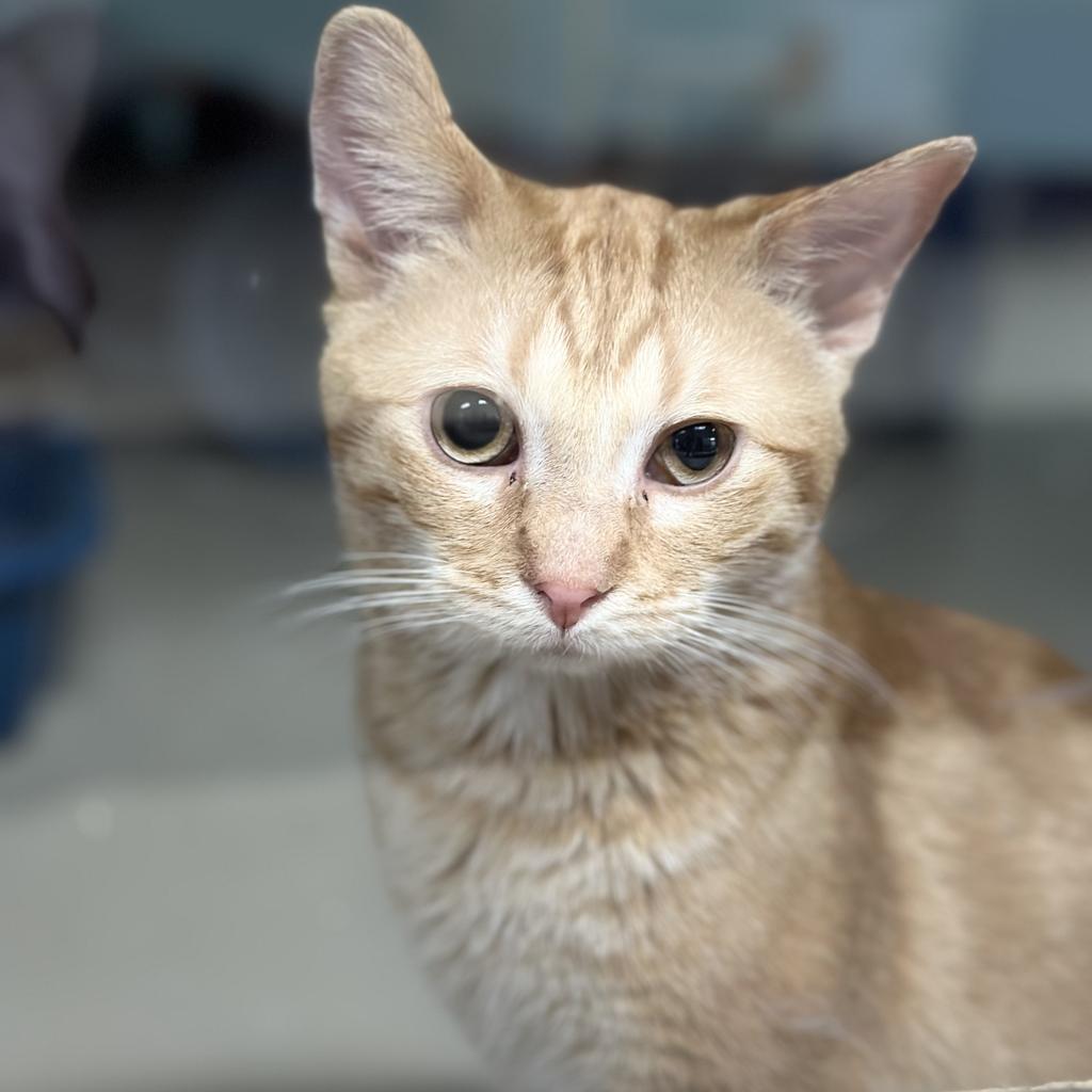Pancake, a Adopted mixed breed in Saint Paul, MN image 6/6