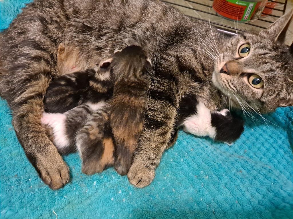 Carrie, a Adoptable mixed breed in Brainardsville, NY image 1/6