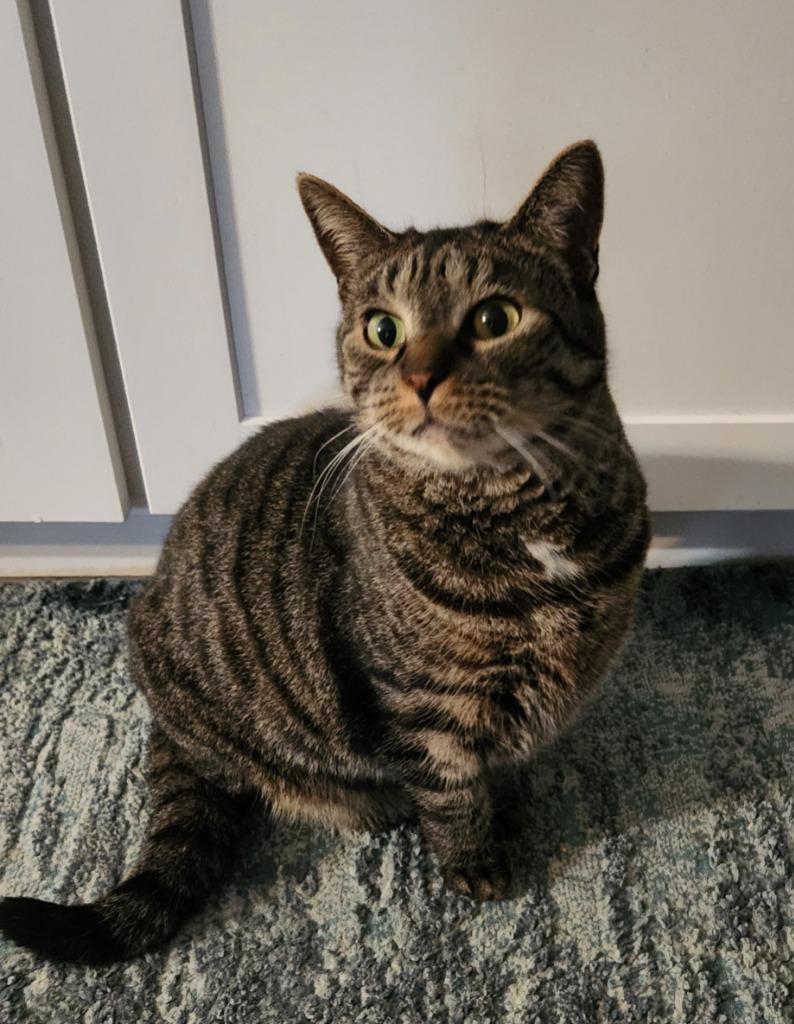 Carrie, a Adoptable mixed breed in Brainardsville, NY image 2/6