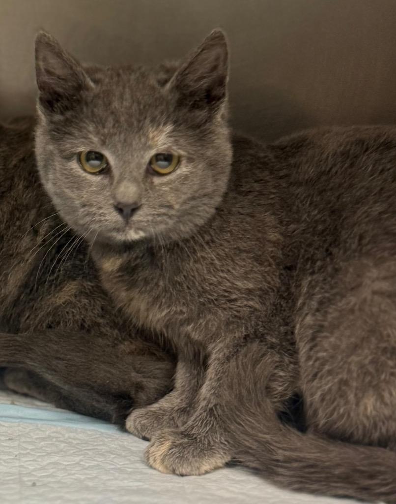 Jodie, Adoptable, Kitten Female Domestic Short Hair.