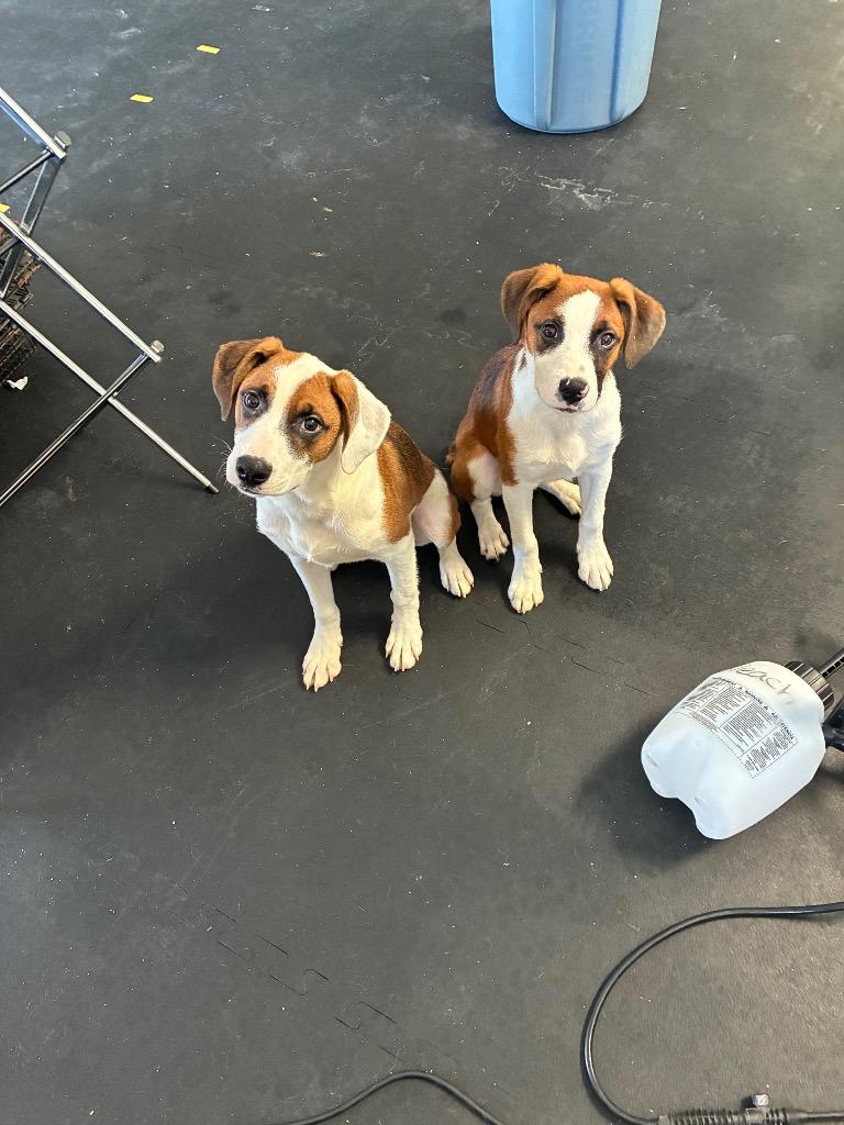 Marley, Adoptable, Puppy Male Foxhound & Beagle.