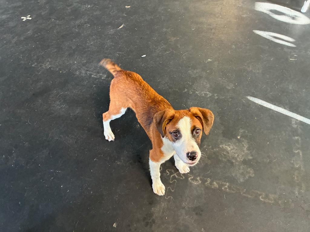 Enlarge Marley, a Adoptable mixed breed in Indianapolis, IN image 2/3