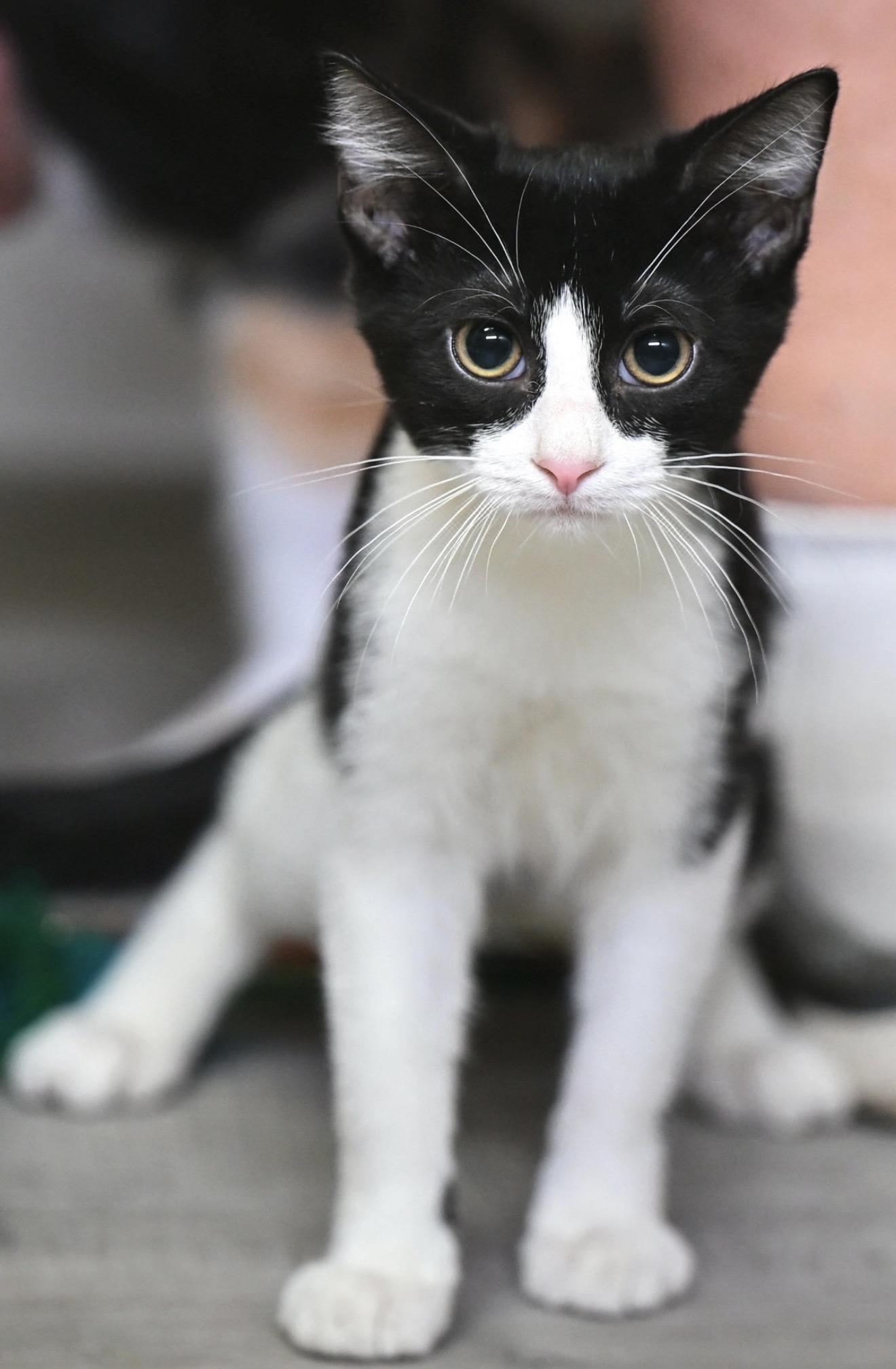 Enlarge Charlotte and Puff, a Adoptable mixed breed in Northampton, MA image 4/5
