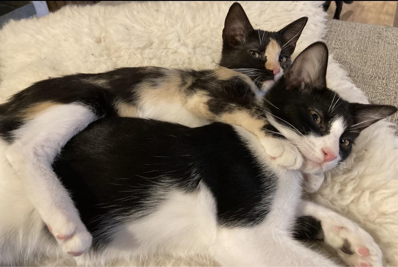 Charlotte and Puff, Adoptable, Kitten Female Tortoiseshell & Tuxedo.