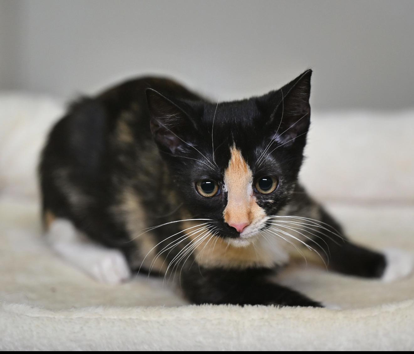Enlarge Charlotte and Puff, a Adoptable mixed breed in Northampton, MA image 3/5