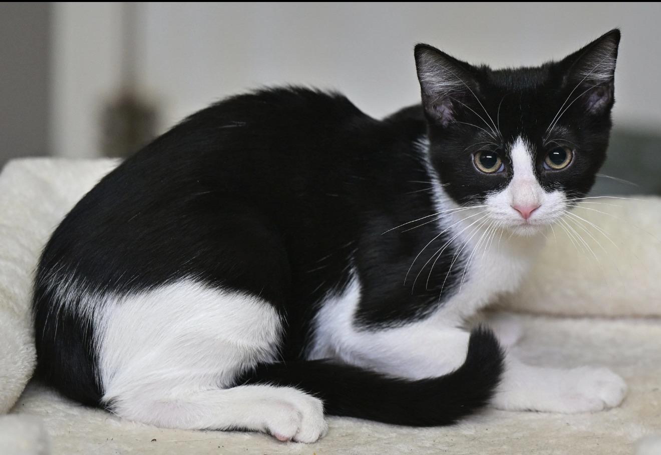 Enlarge Charlotte and Puff, a Adoptable mixed breed in Northampton, MA image 2/5