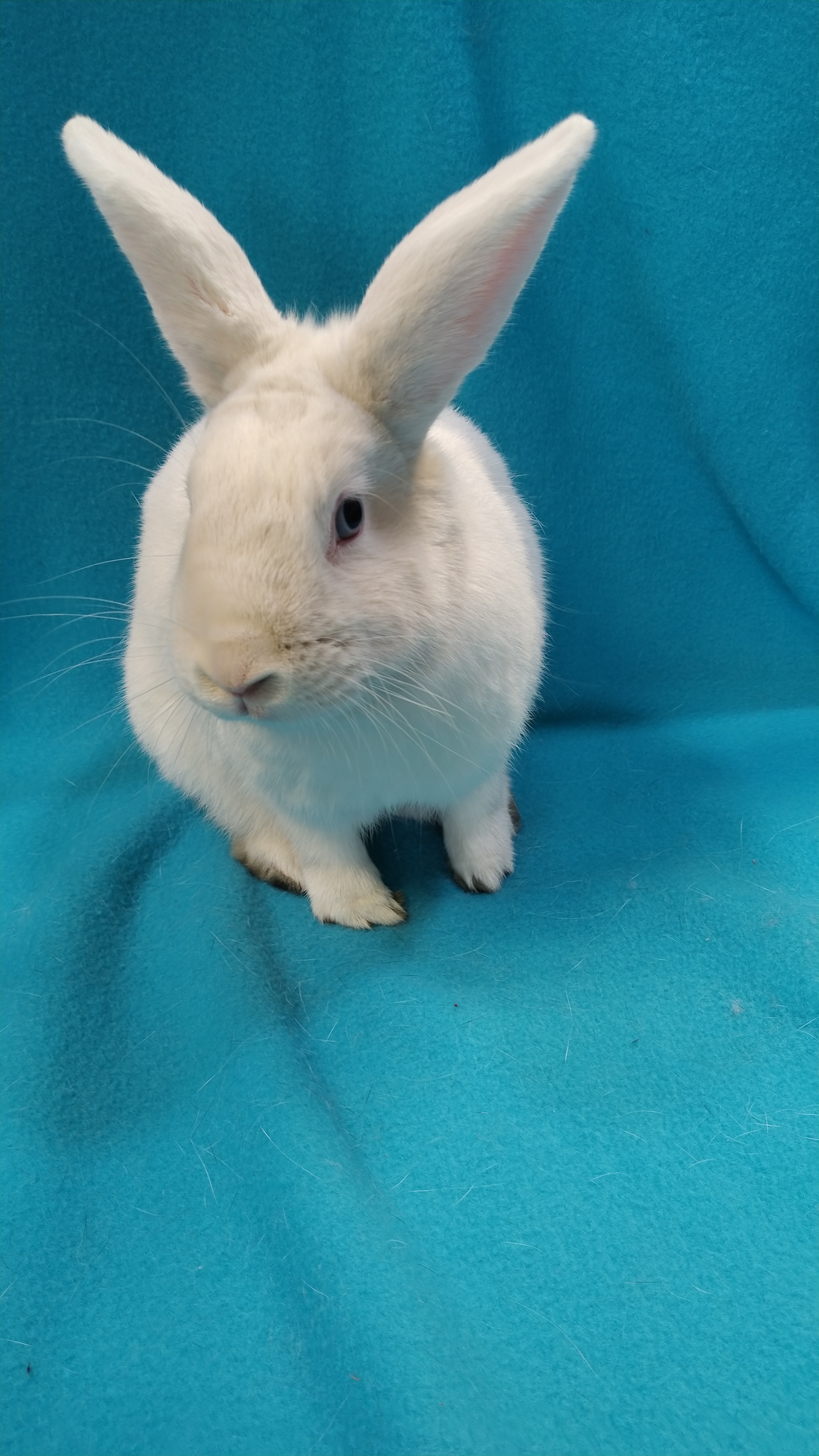 Enlarge Charlotte, a Adoptable mixed breed in Erie, PA image 1/3