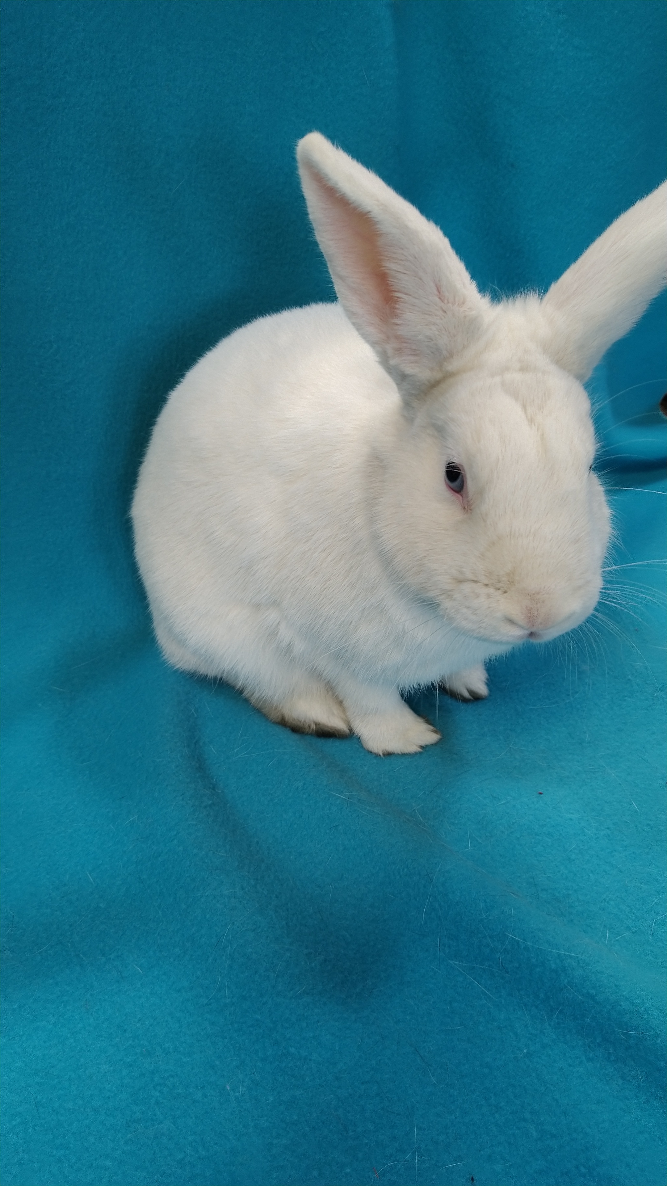 Enlarge Charlotte, a Adoptable mixed breed in Erie, PA image 2/3