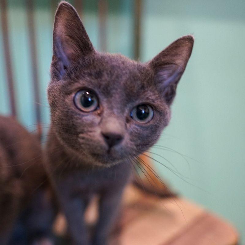 Tumbleweed, Adoptable, Kitten Male Domestic Short Hair.
