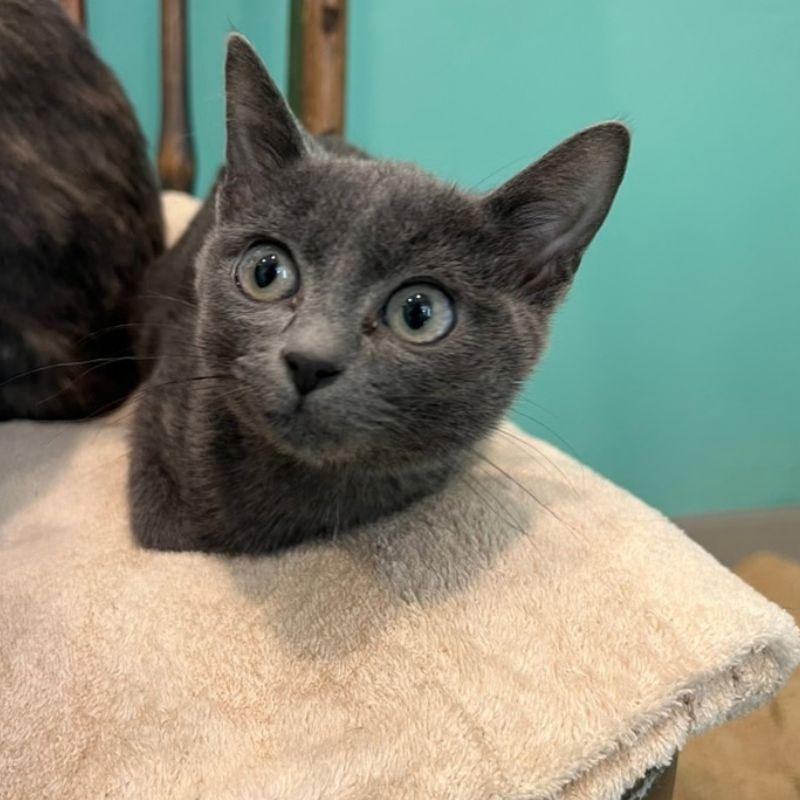 Enlarge Tumbleweed, a Adoptable Domestic Short Hair in Jackson, WY image 2/2