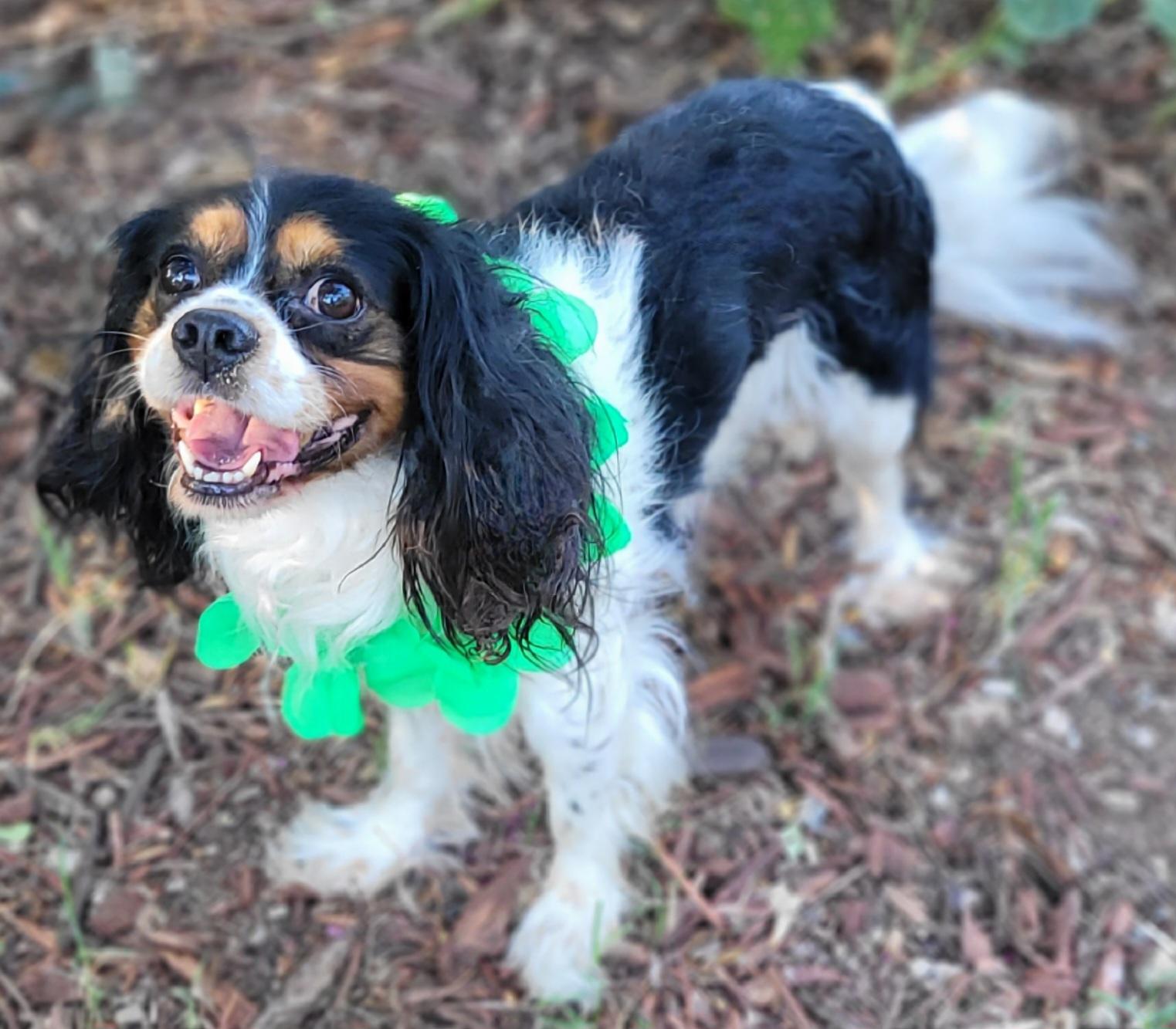 Enlarge Elvis, a Adoptable Cavalier King Charles Spaniel in Vernon, TX image 2/3