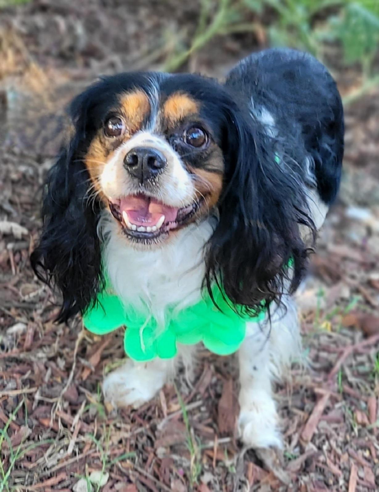 Enlarge Elvis, a Adoptable Cavalier King Charles Spaniel in Vernon, TX image 1/3