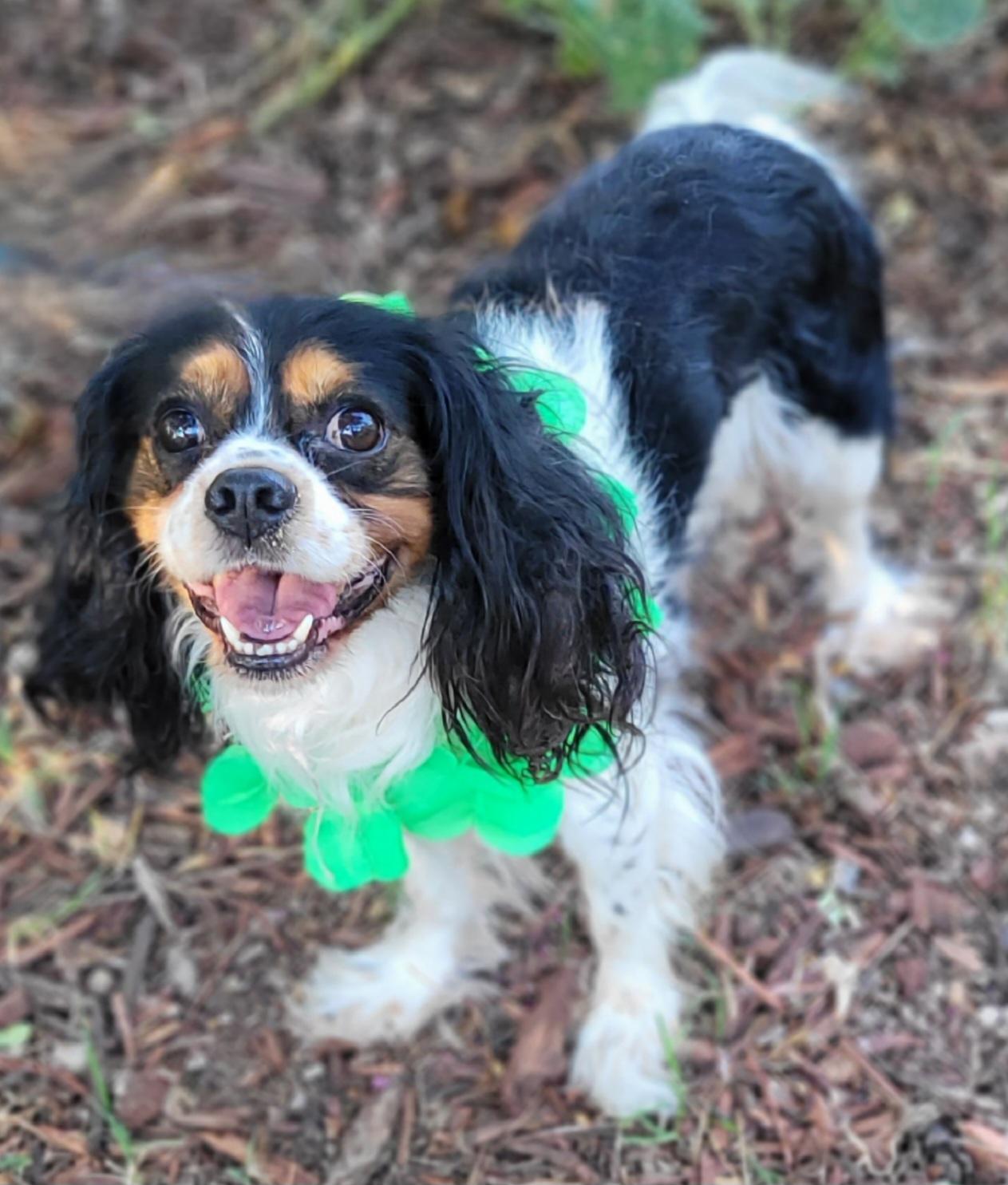 Enlarge Elvis, a Adoptable Cavalier King Charles Spaniel in Vernon, TX image 3/3