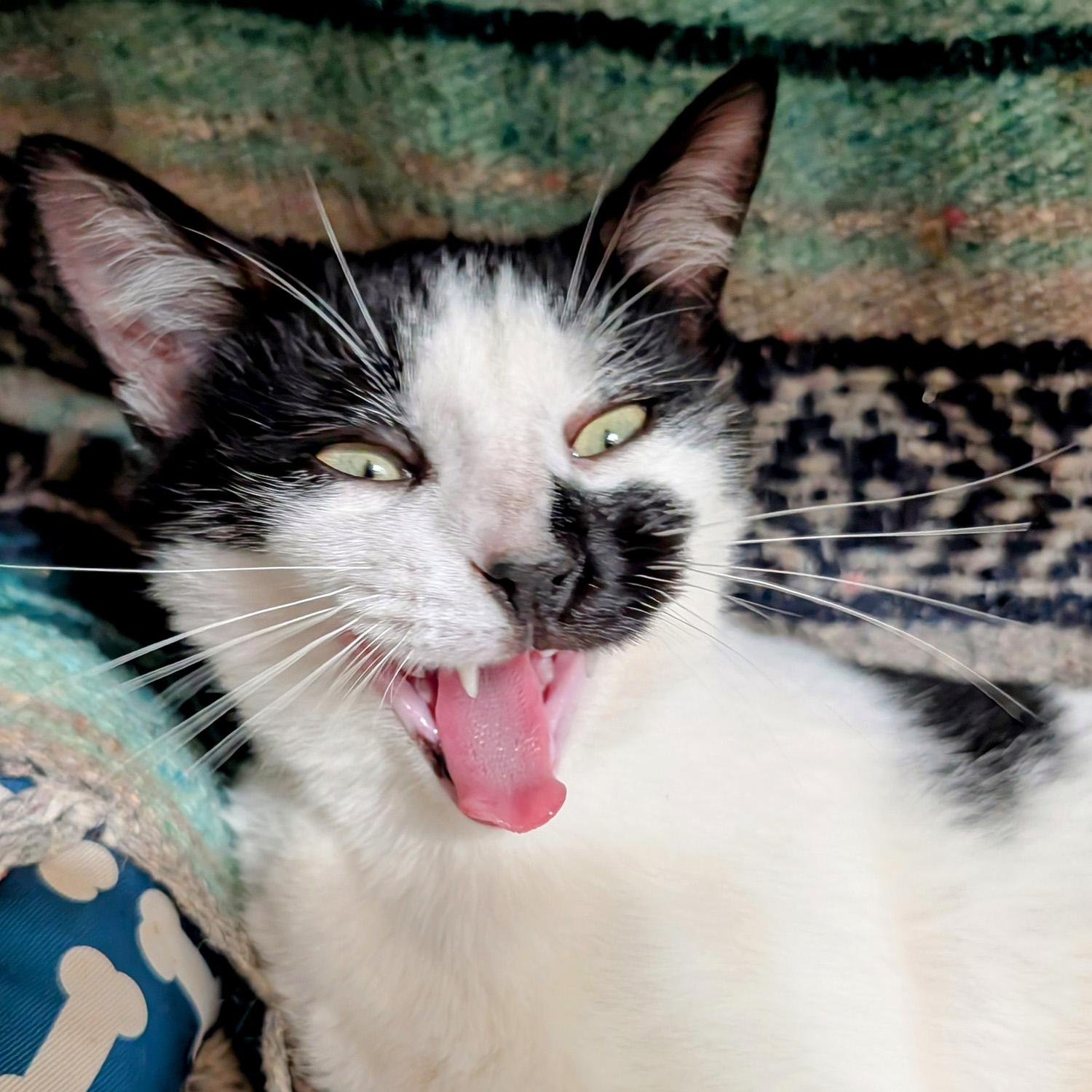 Robby S., a Adoptable mixed breed in Somerset, KY image 1/5