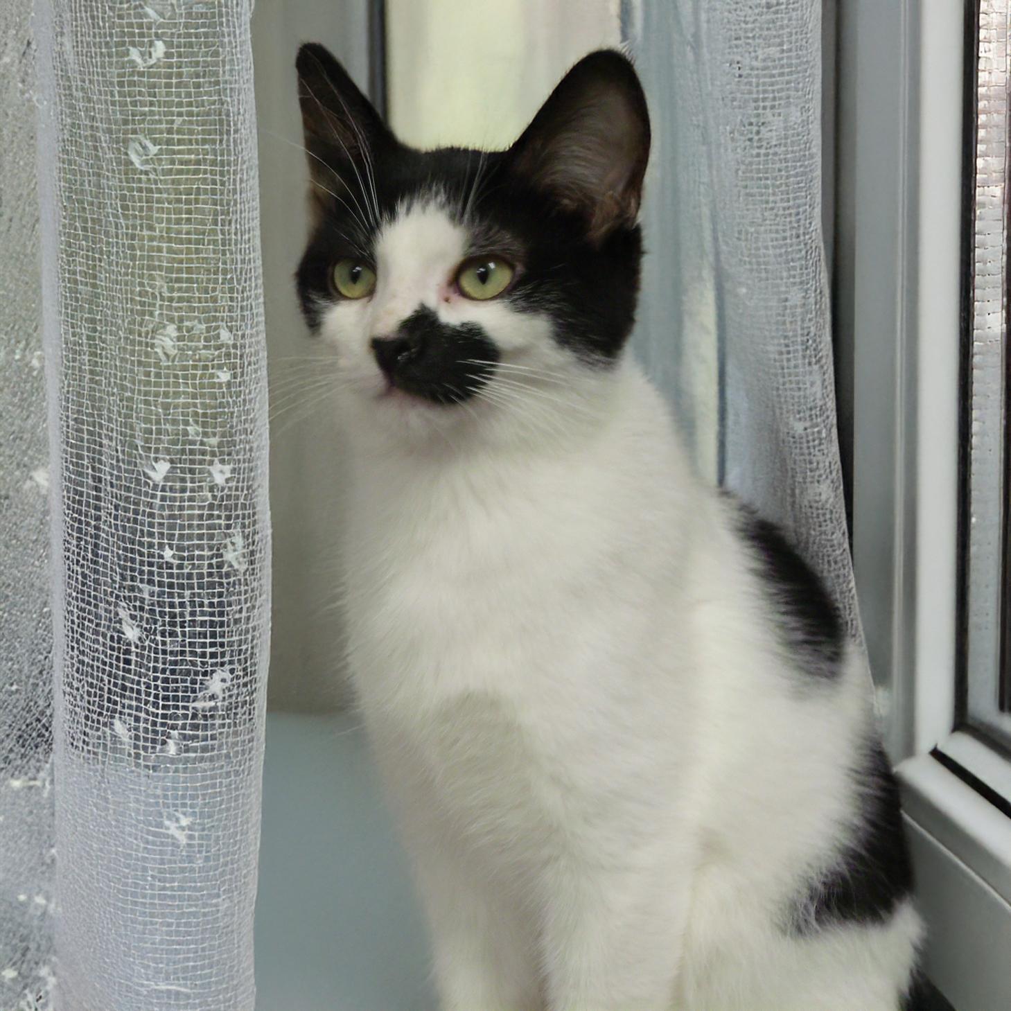 Robby S., a Adoptable mixed breed in Somerset, KY image 2/5