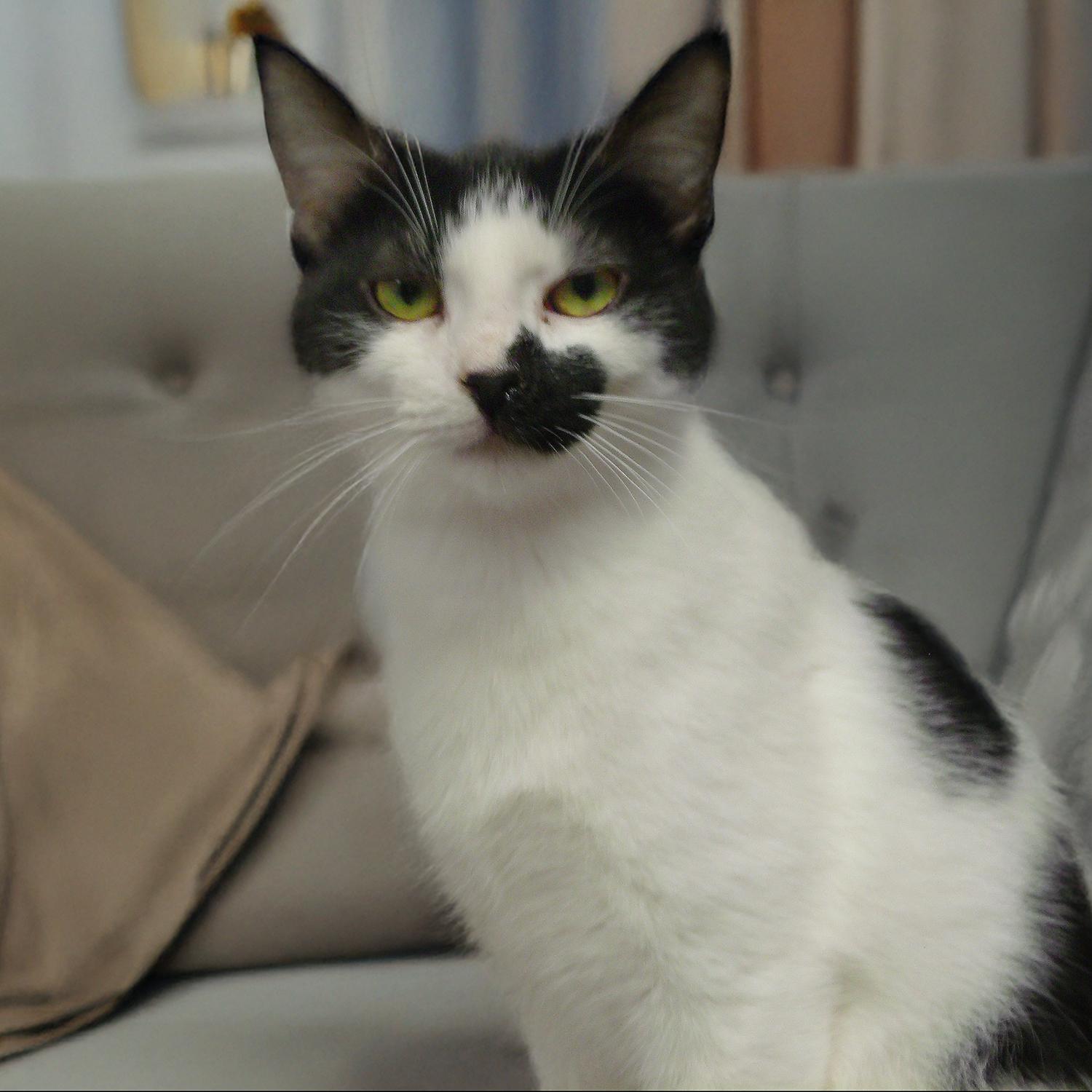 Robby S., Adoptable, Young Male Domestic Short Hair & Tuxedo.