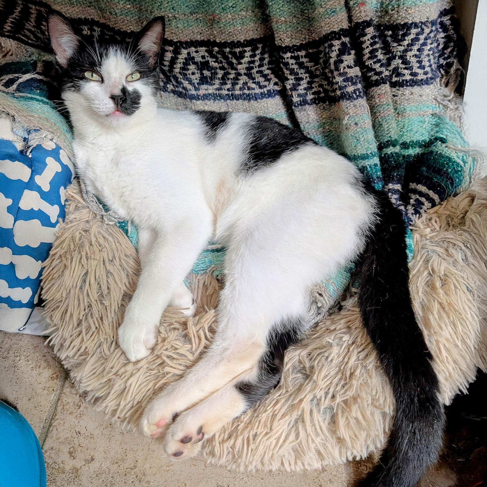 Robby S., a Adoptable mixed breed in Somerset, KY image 3/5