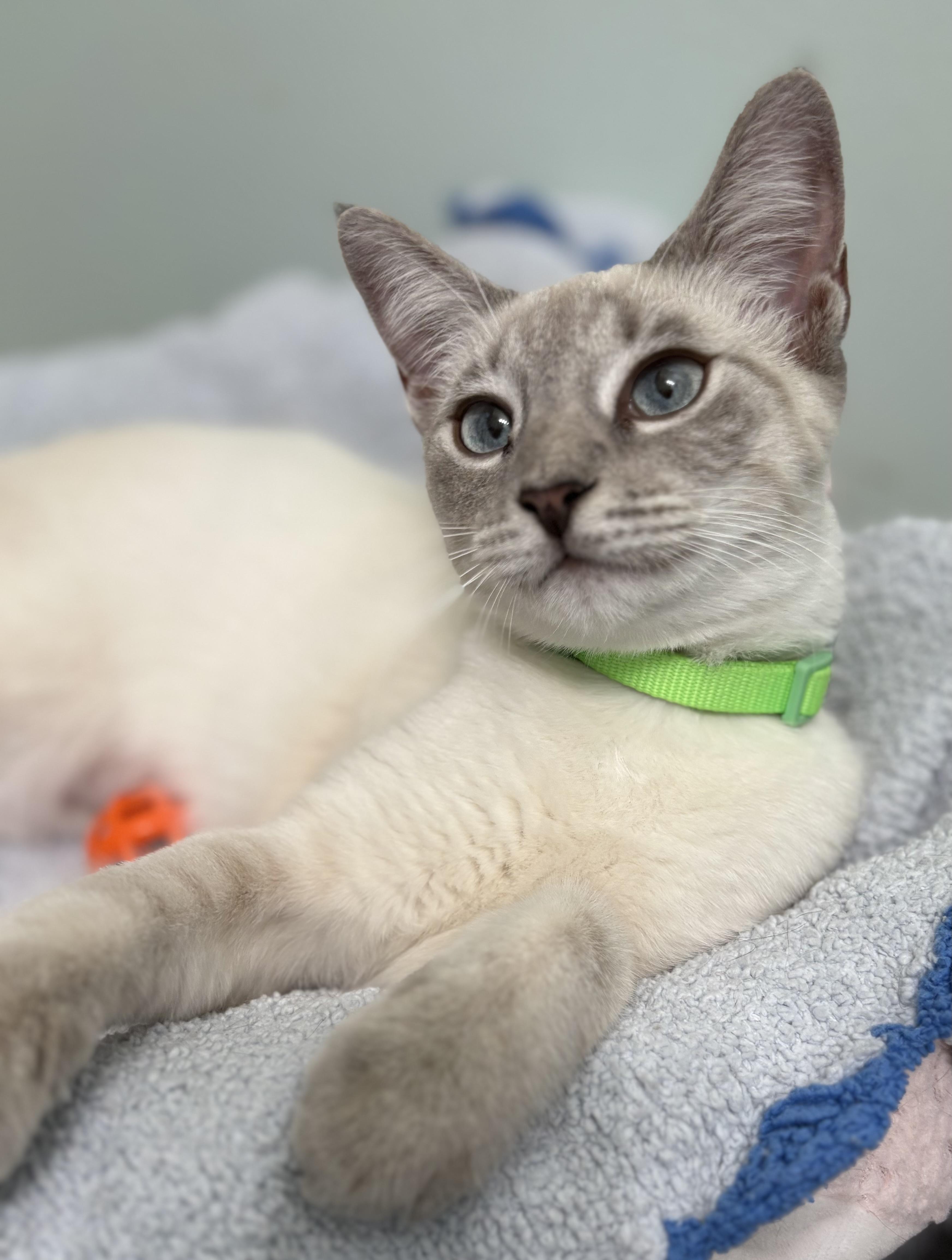 Mia, Young Female unknown