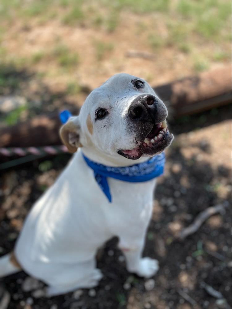 Achilles, an adoptable Mixed Breed in Syracuse, NY, 13224 | Photo Image 1