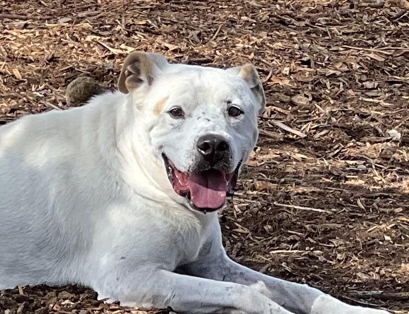Achilles, an adoptable Mixed Breed in Syracuse, NY, 13224 | Photo Image 2