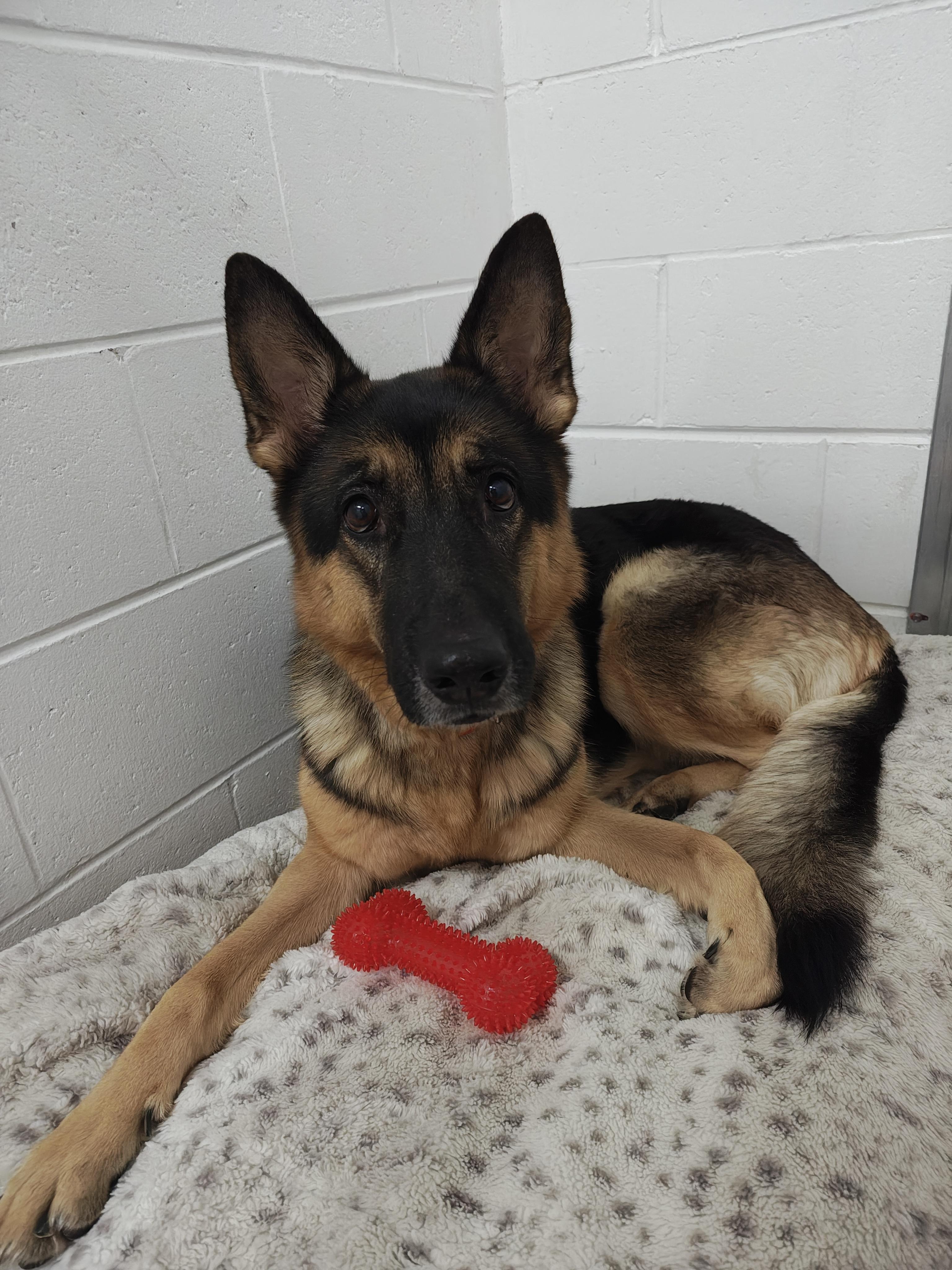 Halley, an adoptable German Shepherd Dog in Oconto, WI, 54153 | Photo Image 3