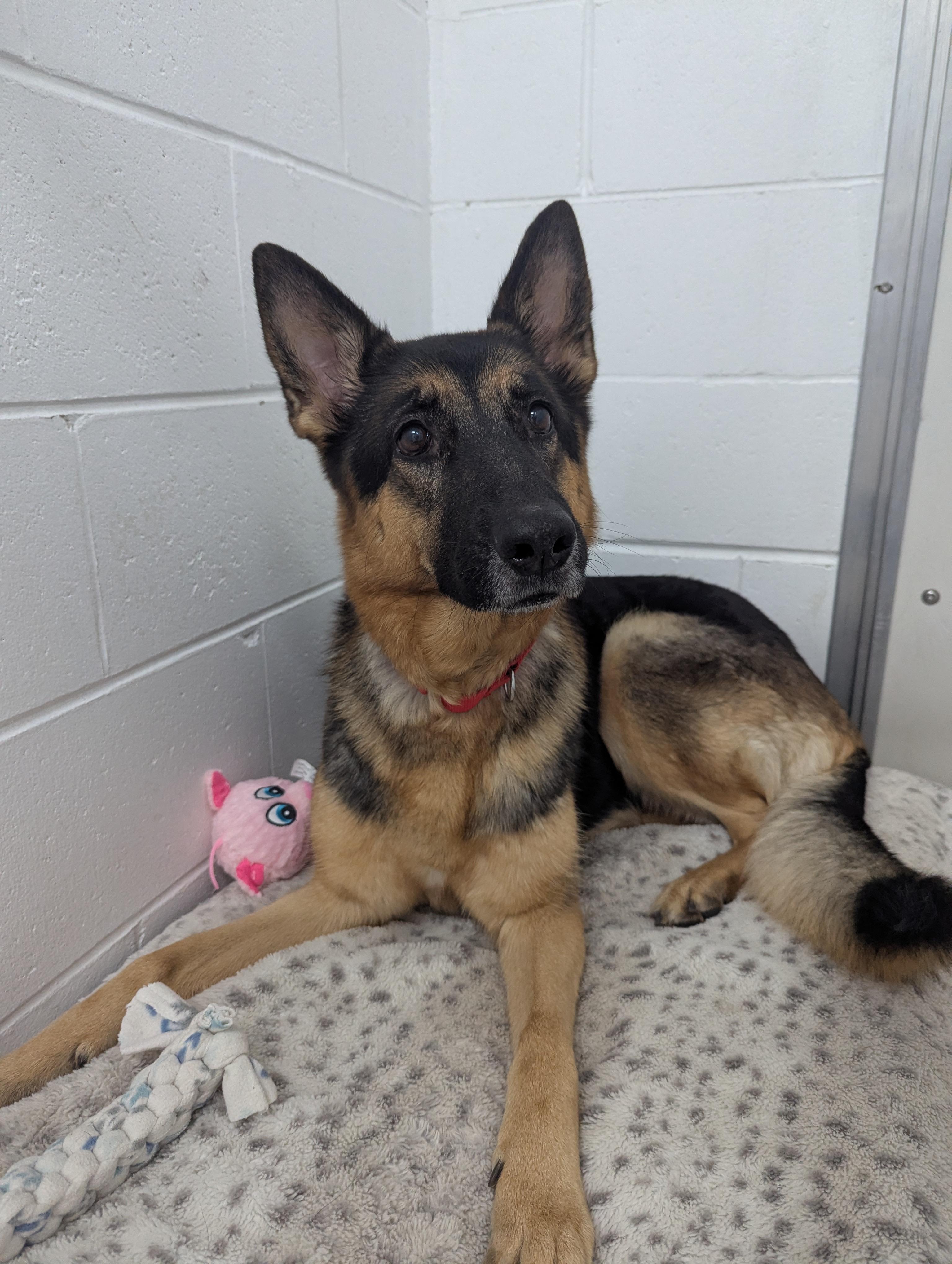 Halley, an adoptable German Shepherd Dog in Oconto, WI, 54153 | Photo Image 2