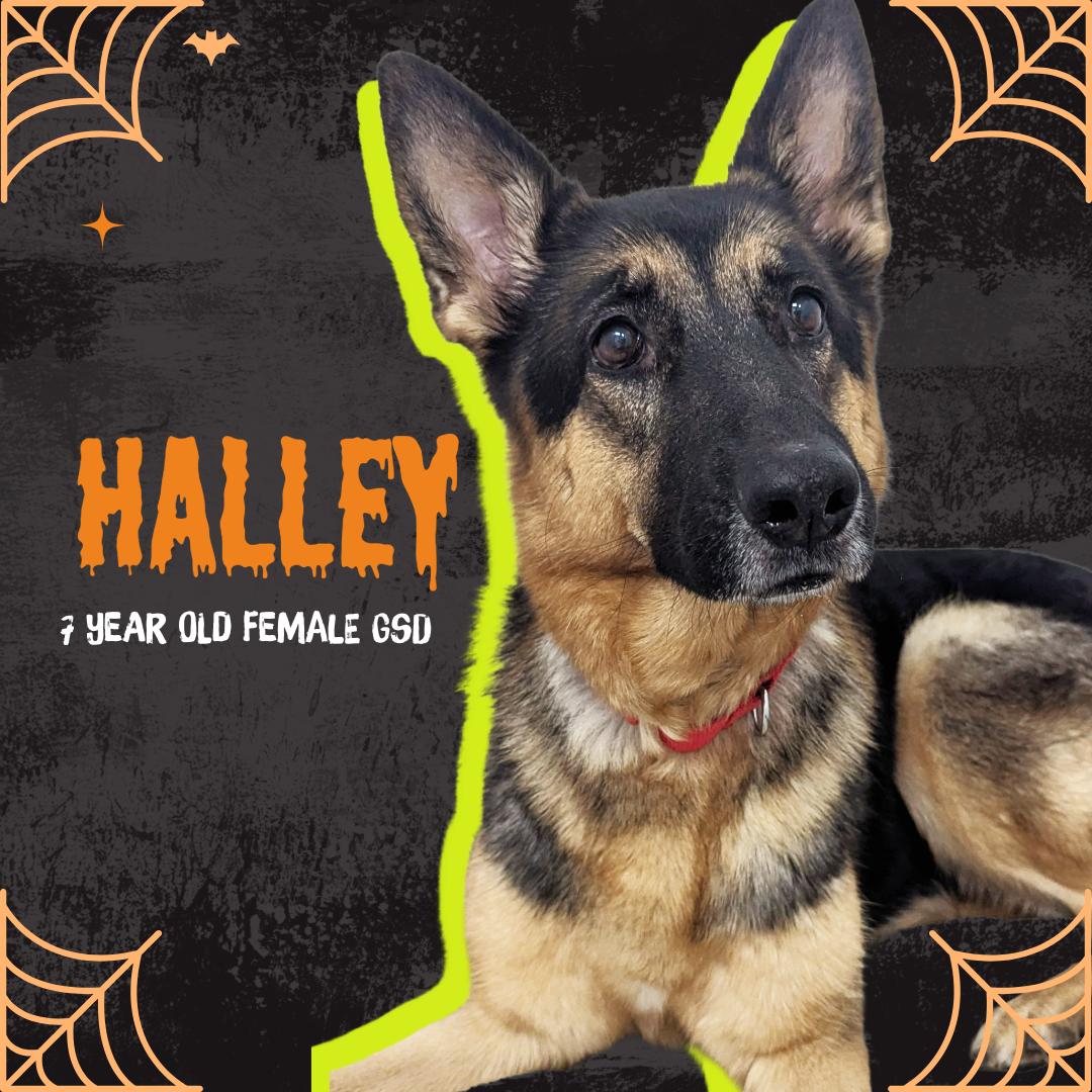 Halley, an adoptable German Shepherd Dog in Oconto, WI, 54153 | Photo Image 1