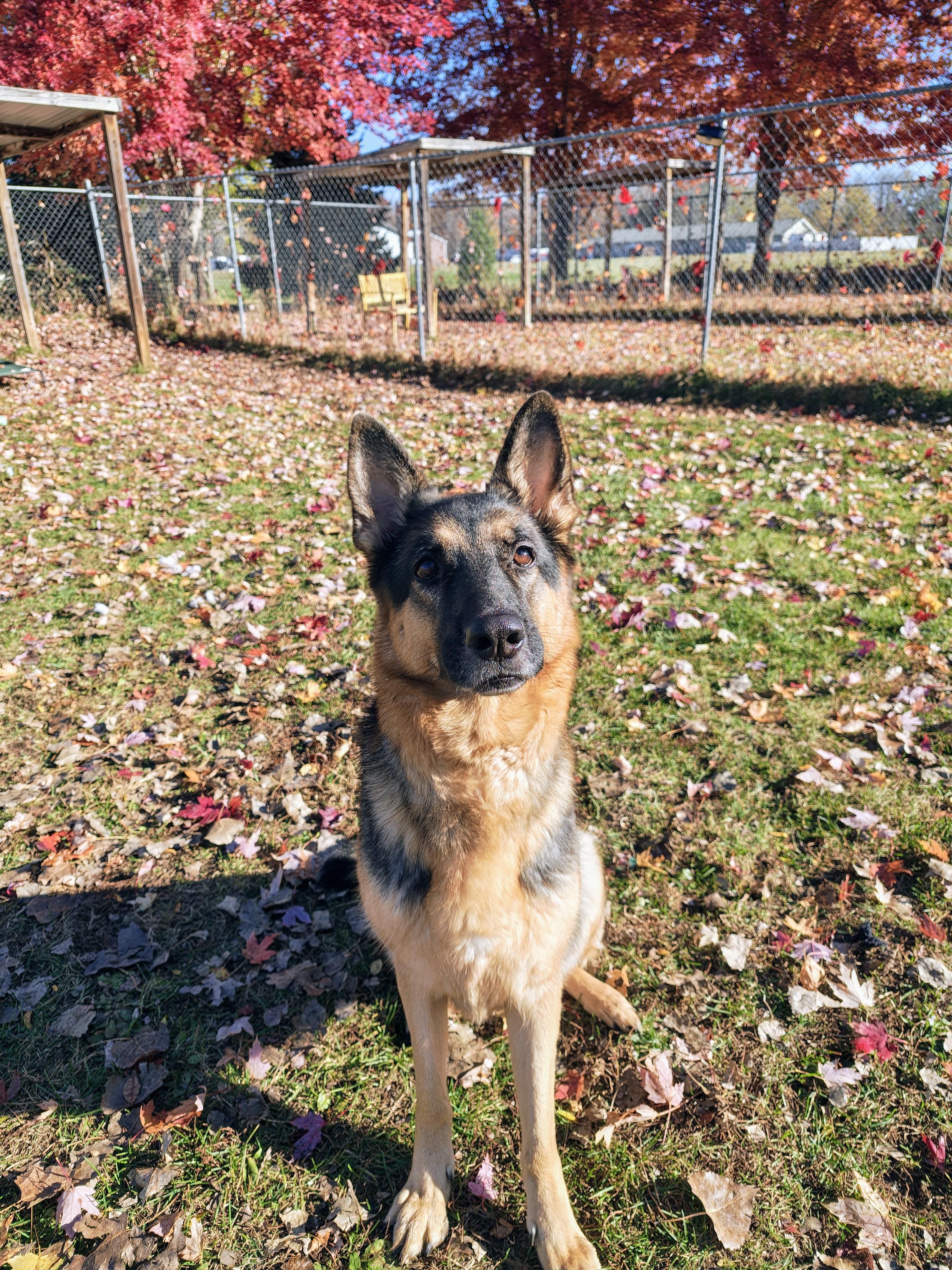 Halley, an adoptable German Shepherd Dog in Oconto, WI, 54153 | Photo Image 4