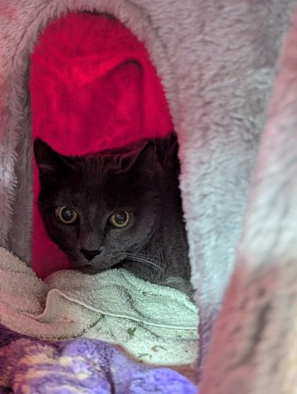 Grizz, Adoptable, Senior Male Domestic Short Hair & Domestic Short Hair.