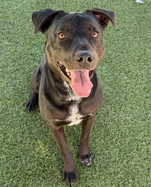 Enlarge DUKE, a Adoptable Labrador Retriever in Agoura, CA image 1/1
