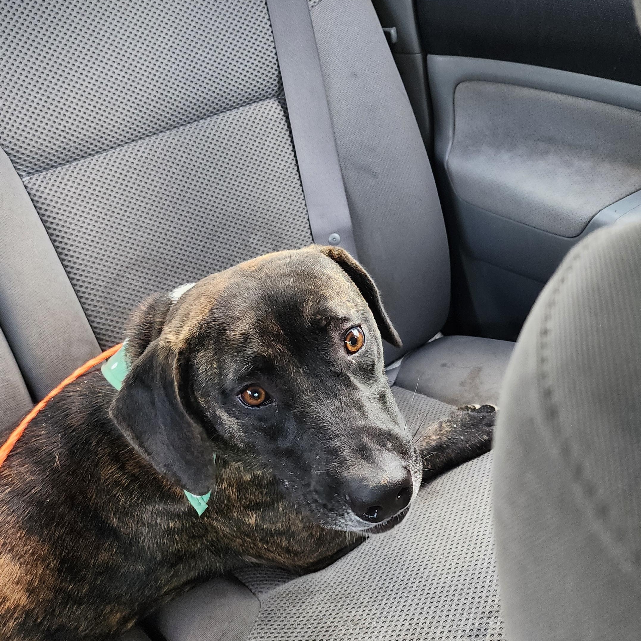 Phoebe, Adoptable, Adult Female Plott Hound.