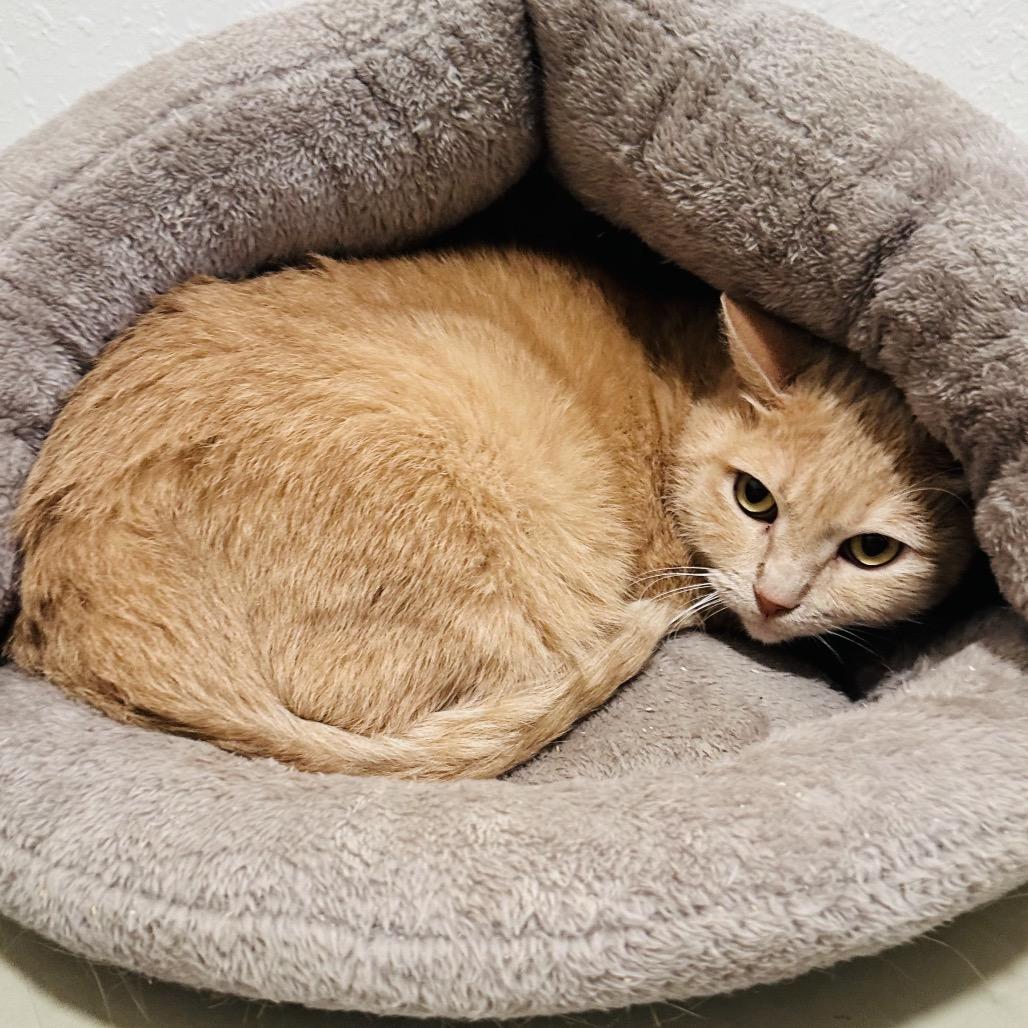 Ether Boy (EB) (C000-722) - Costa Mesa Location, Adoptable, Senior Male Domestic Short Hair.