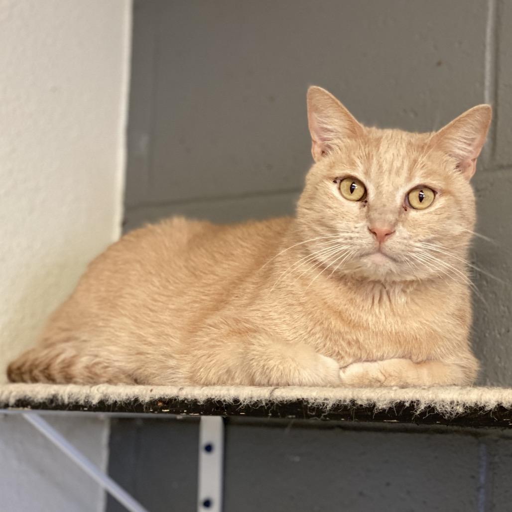 Enlarge Ether Boy (EB) (C000-722) - Costa Mesa Location, a Adoptable Domestic Short Hair in Chino Hills, CA image 2/3