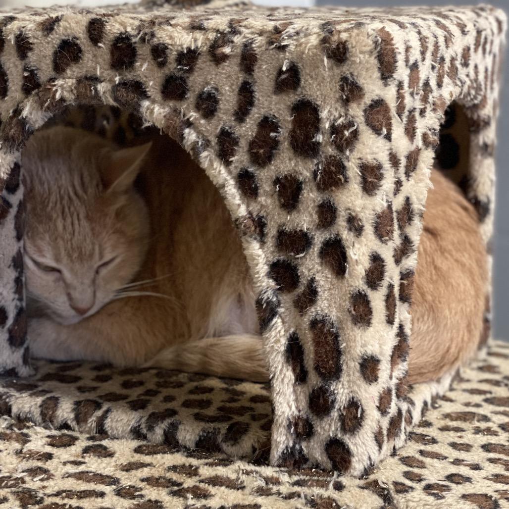 Enlarge Ether Boy (EB) (C000-722) - Costa Mesa Location, a Adoptable Domestic Short Hair in Chino Hills, CA image 3/3