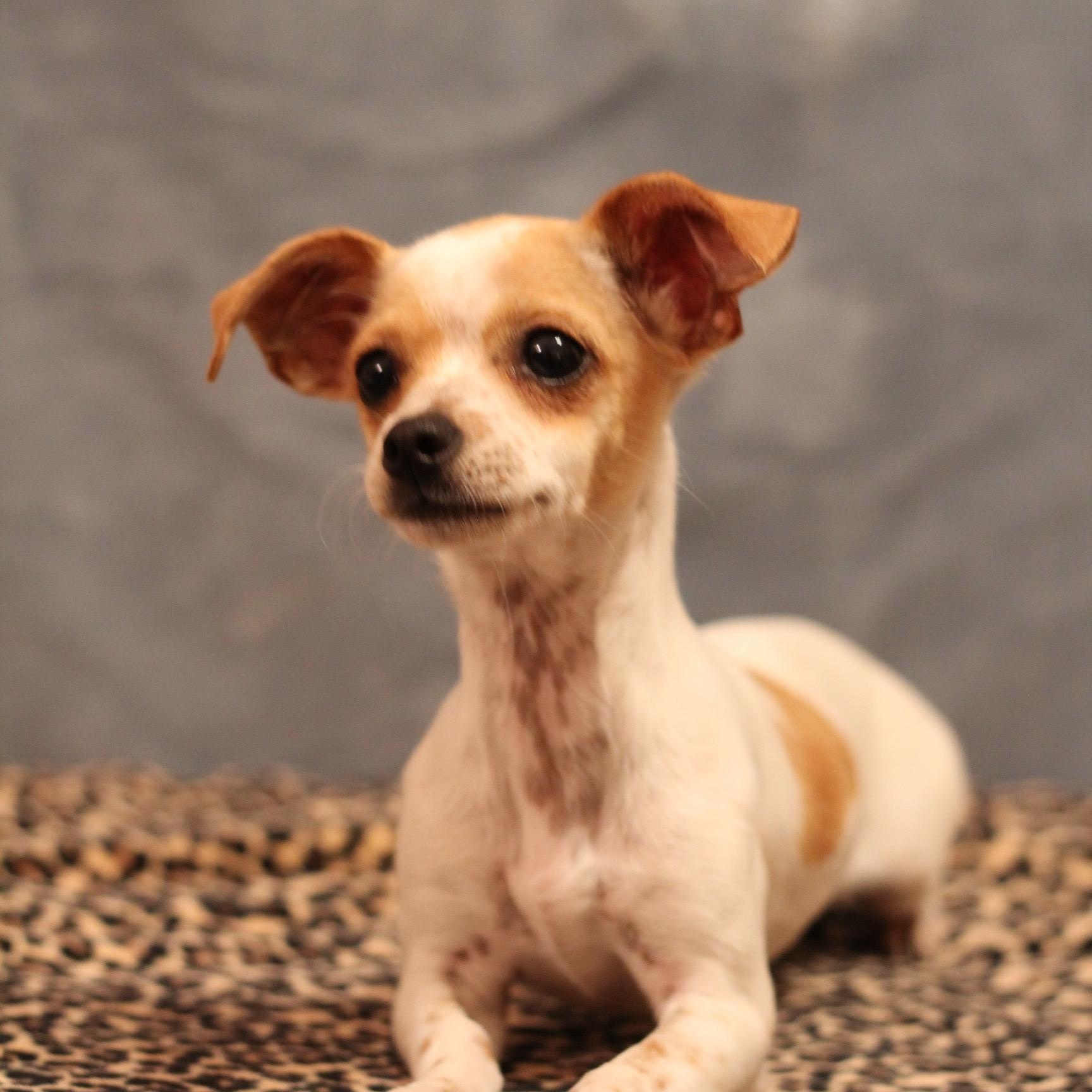 Hush Puppy, Adopted, Young Female Chihuahua.