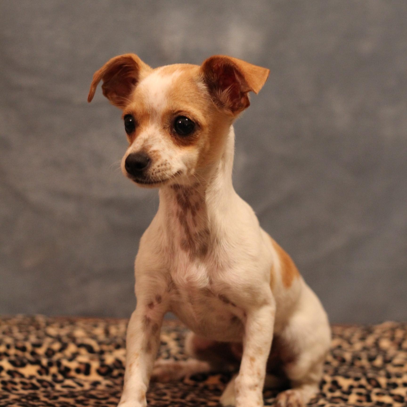 Hush Puppy, a Adopted Chihuahua in Yukon, OK image 2/4