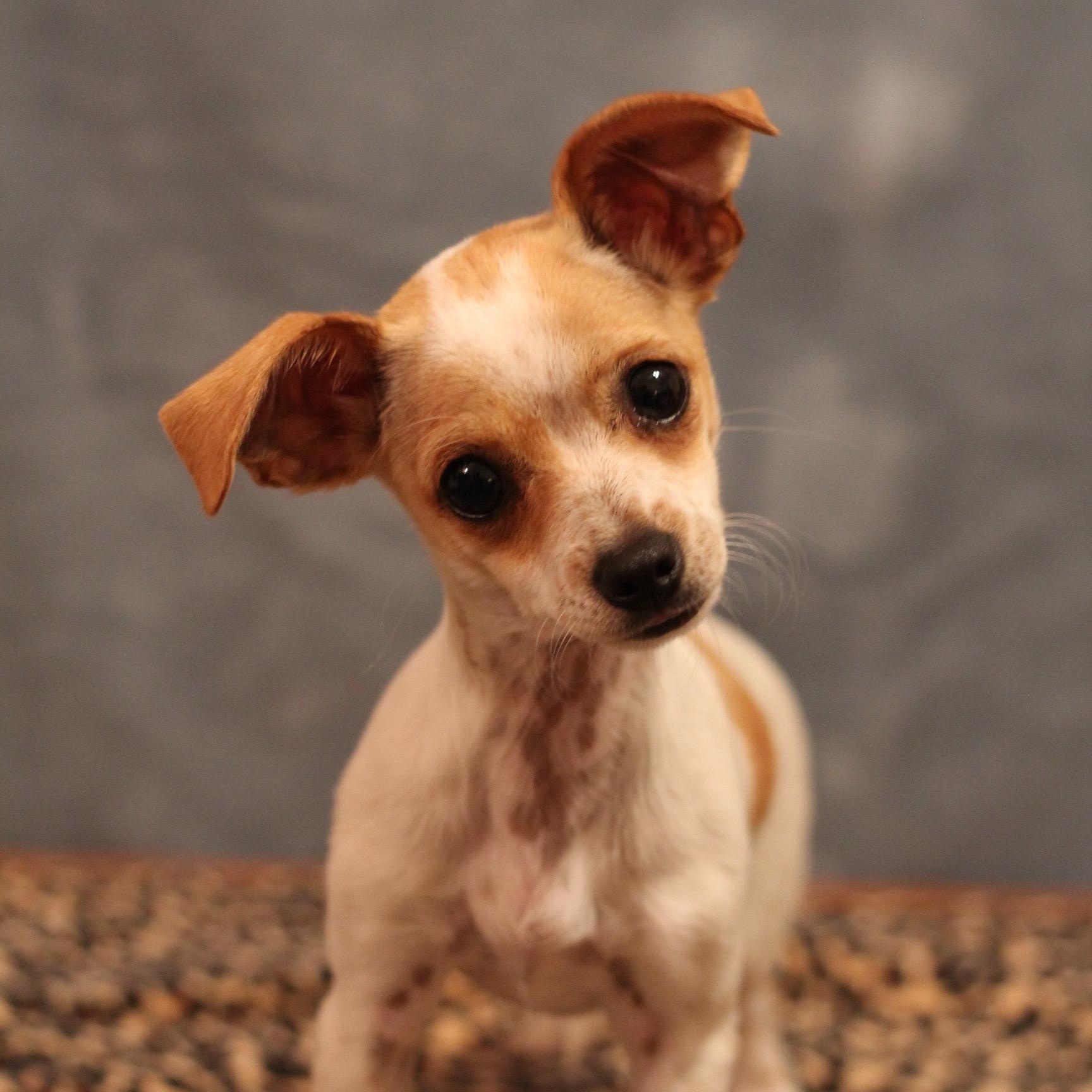 Hush Puppy, a Adopted Chihuahua in Yukon, OK image 3/4