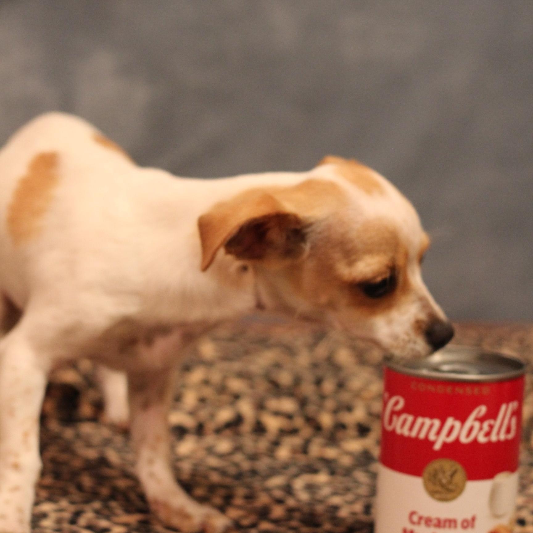 Hush Puppy, a Adopted Chihuahua in Yukon, OK image 4/4